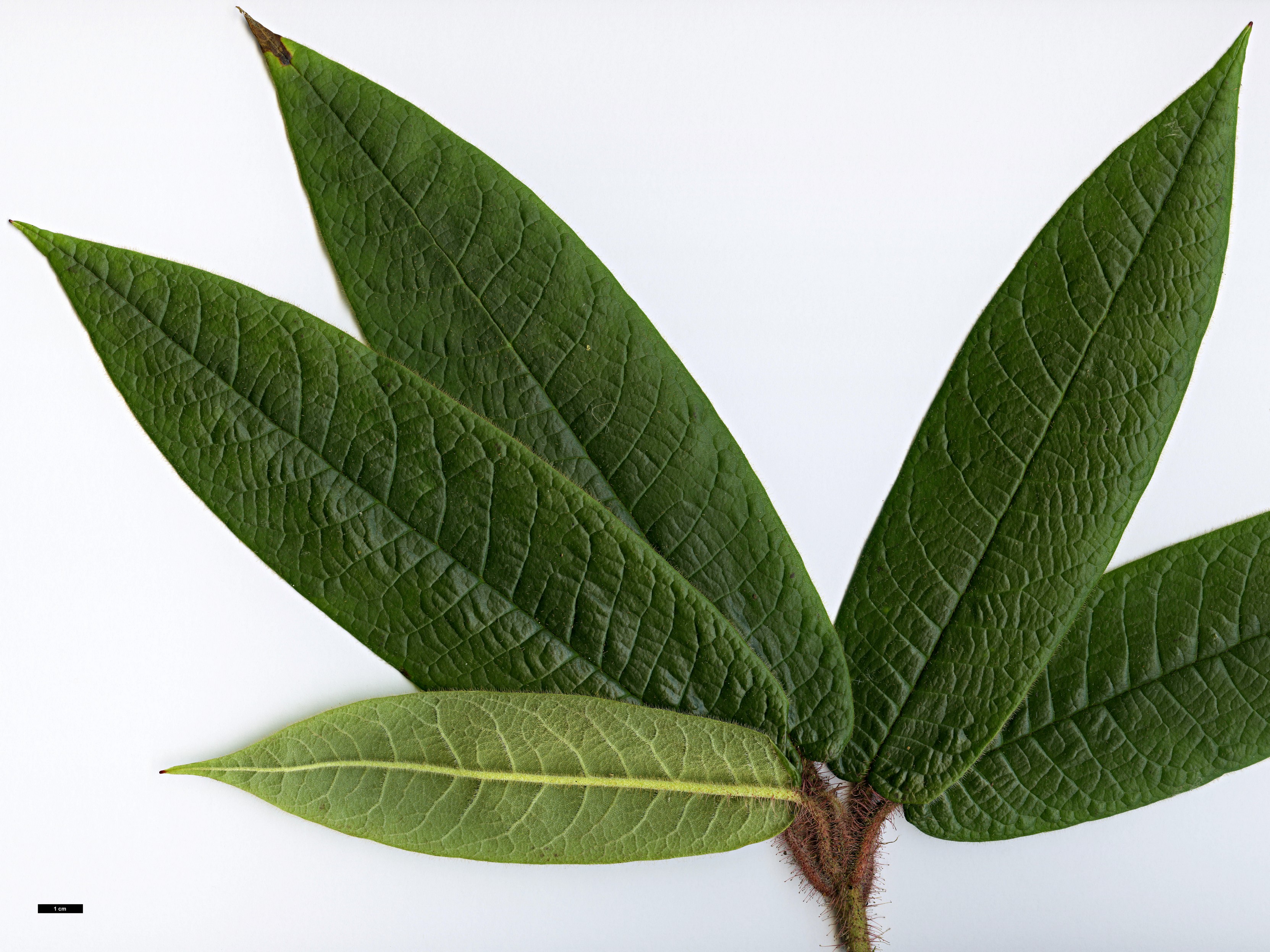 High resolution image: Family: Ericaceae - Genus: Rhododendron - Taxon: glischroides