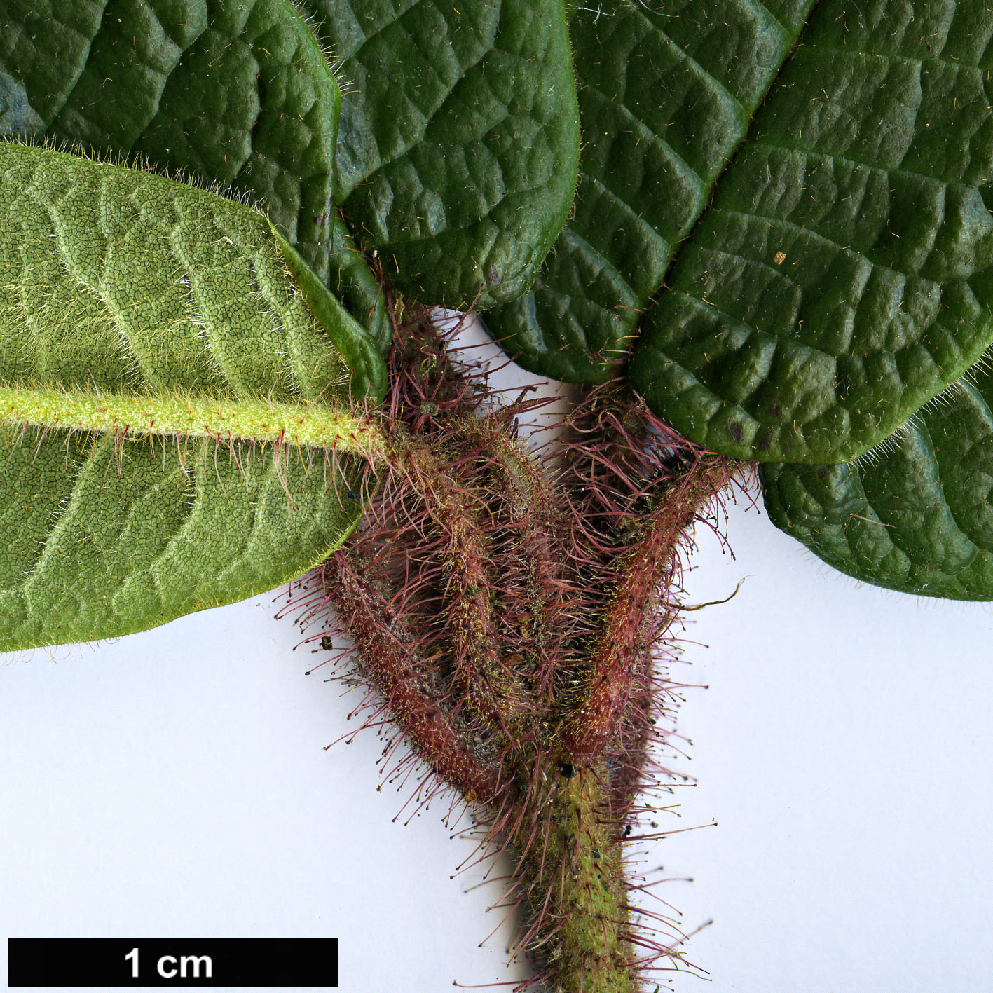 High resolution image: Family: Ericaceae - Genus: Rhododendron - Taxon: glischroides