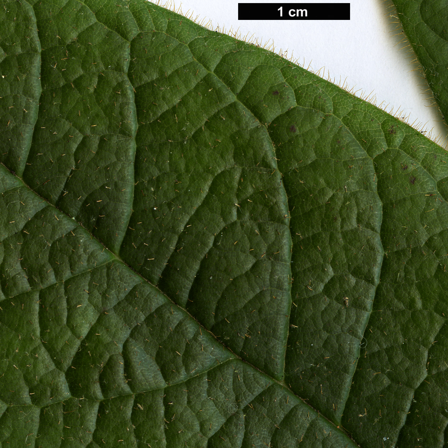High resolution image: Family: Ericaceae - Genus: Rhododendron - Taxon: glischroides