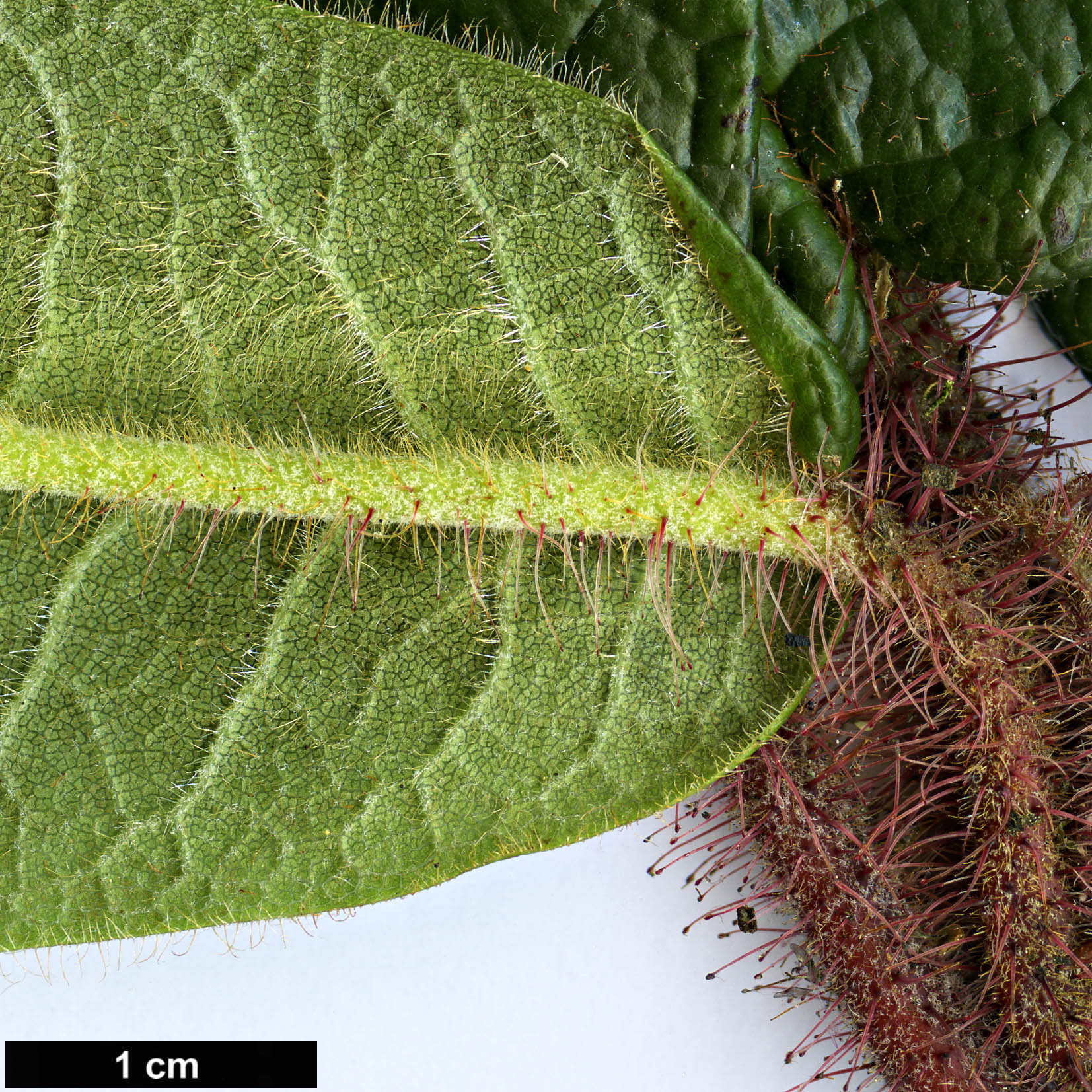 High resolution image: Family: Ericaceae - Genus: Rhododendron - Taxon: glischroides