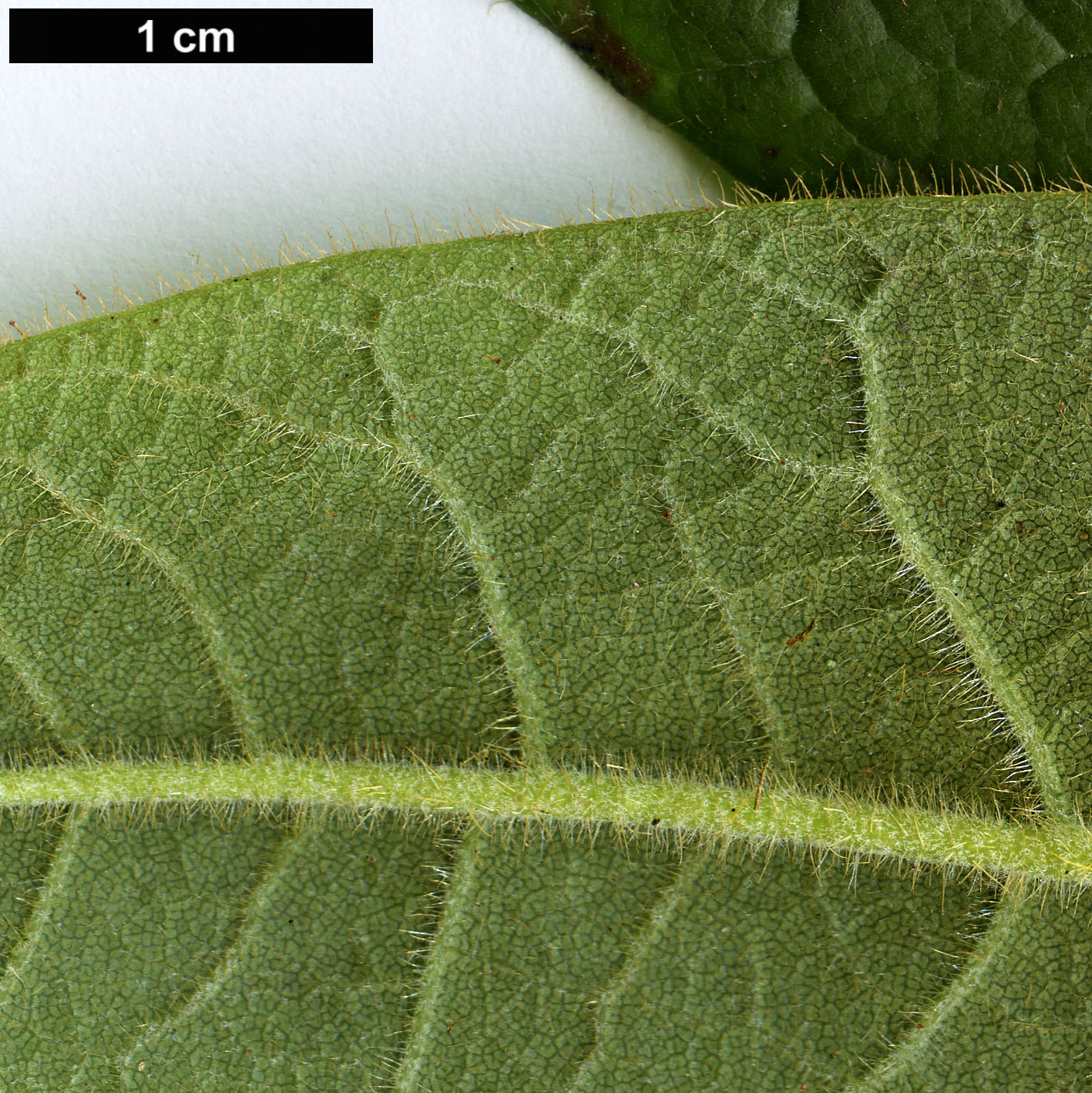 High resolution image: Family: Ericaceae - Genus: Rhododendron - Taxon: glischroides