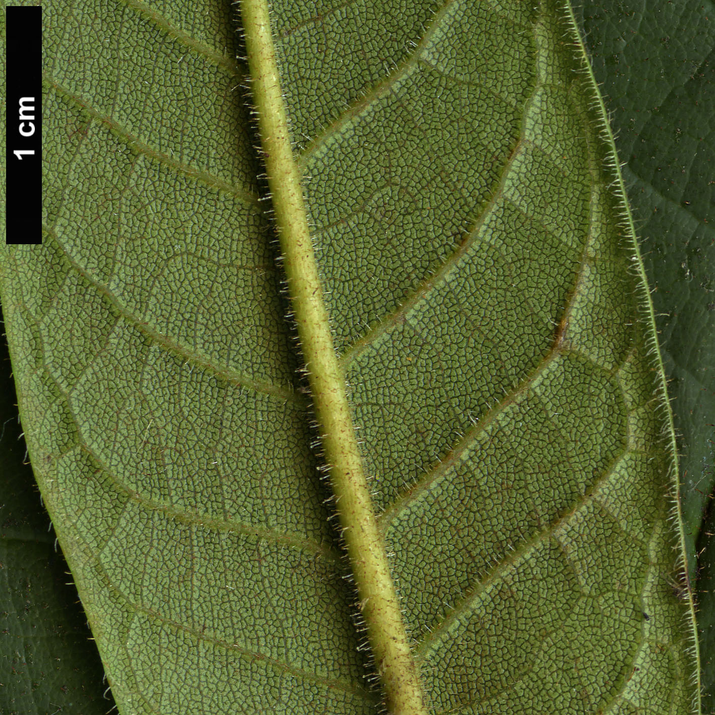 High resolution image: Family: Ericaceae - Genus: Rhododendron - Taxon: glischrum