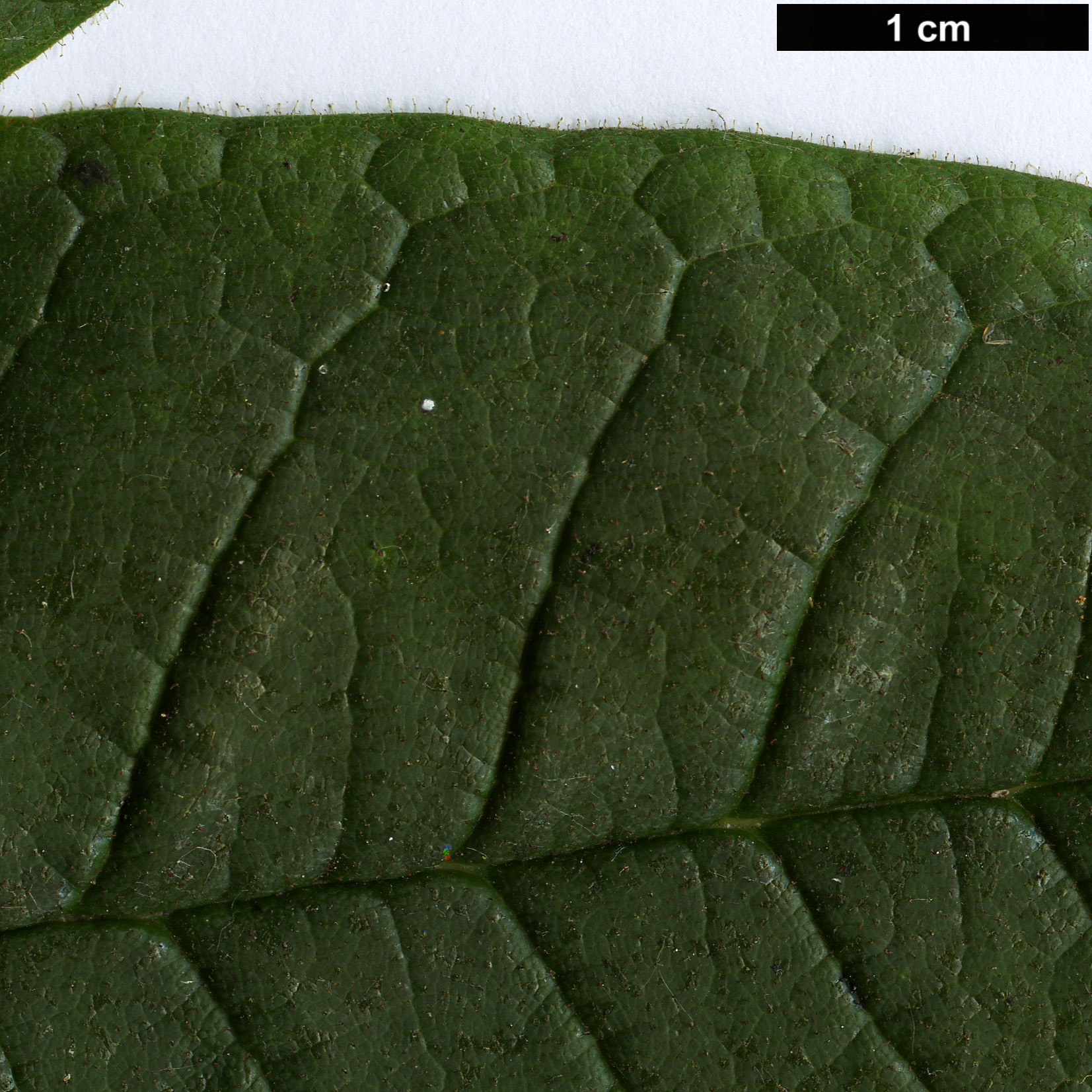 High resolution image: Family: Ericaceae - Genus: Rhododendron - Taxon: glischrum