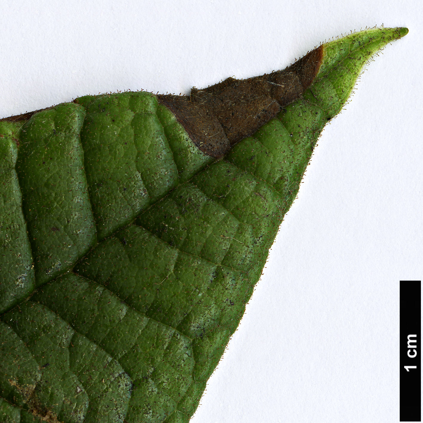 High resolution image: Family: Ericaceae - Genus: Rhododendron - Taxon: glischrum