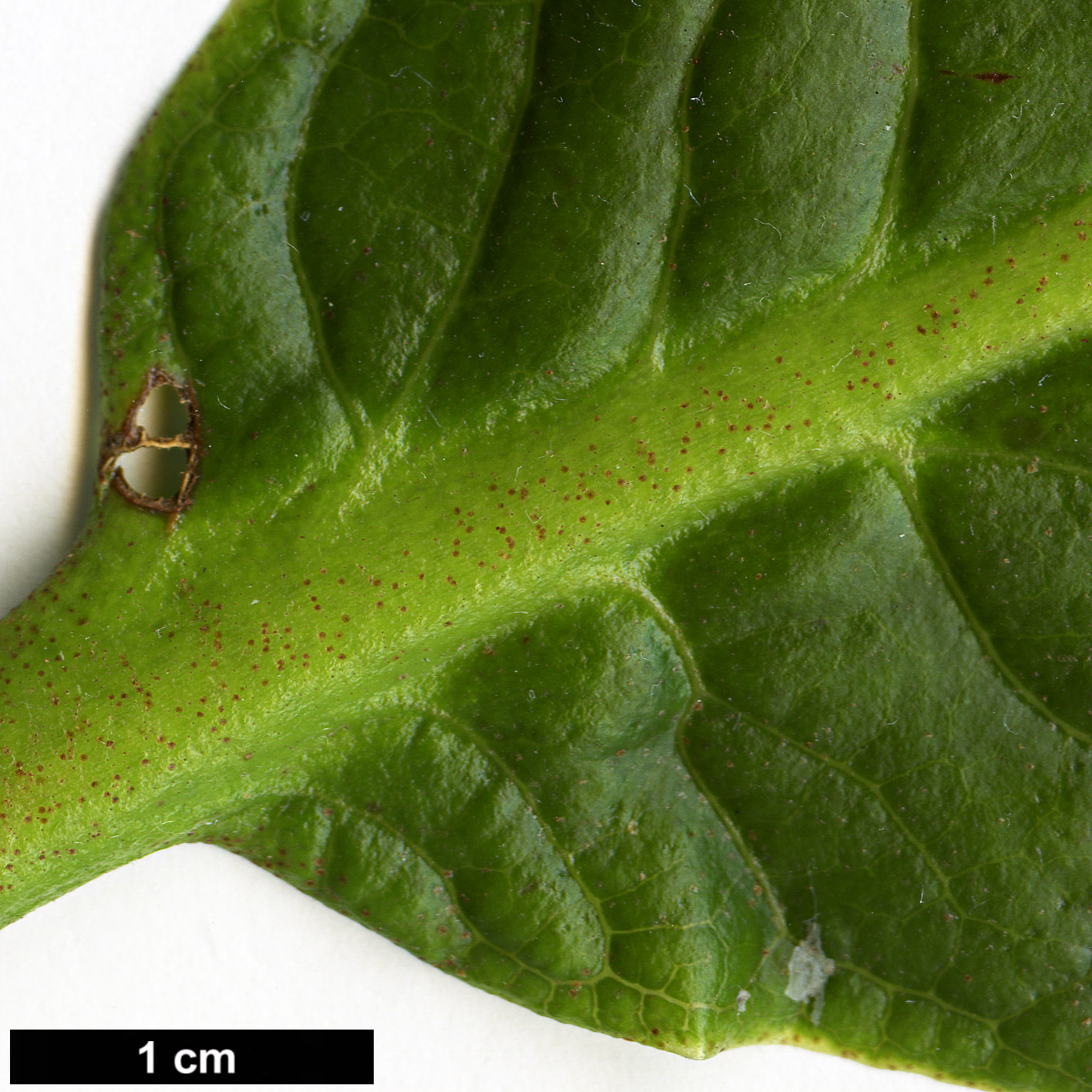 High resolution image: Family: Ericaceae - Genus: Rhododendron - Taxon: goreri