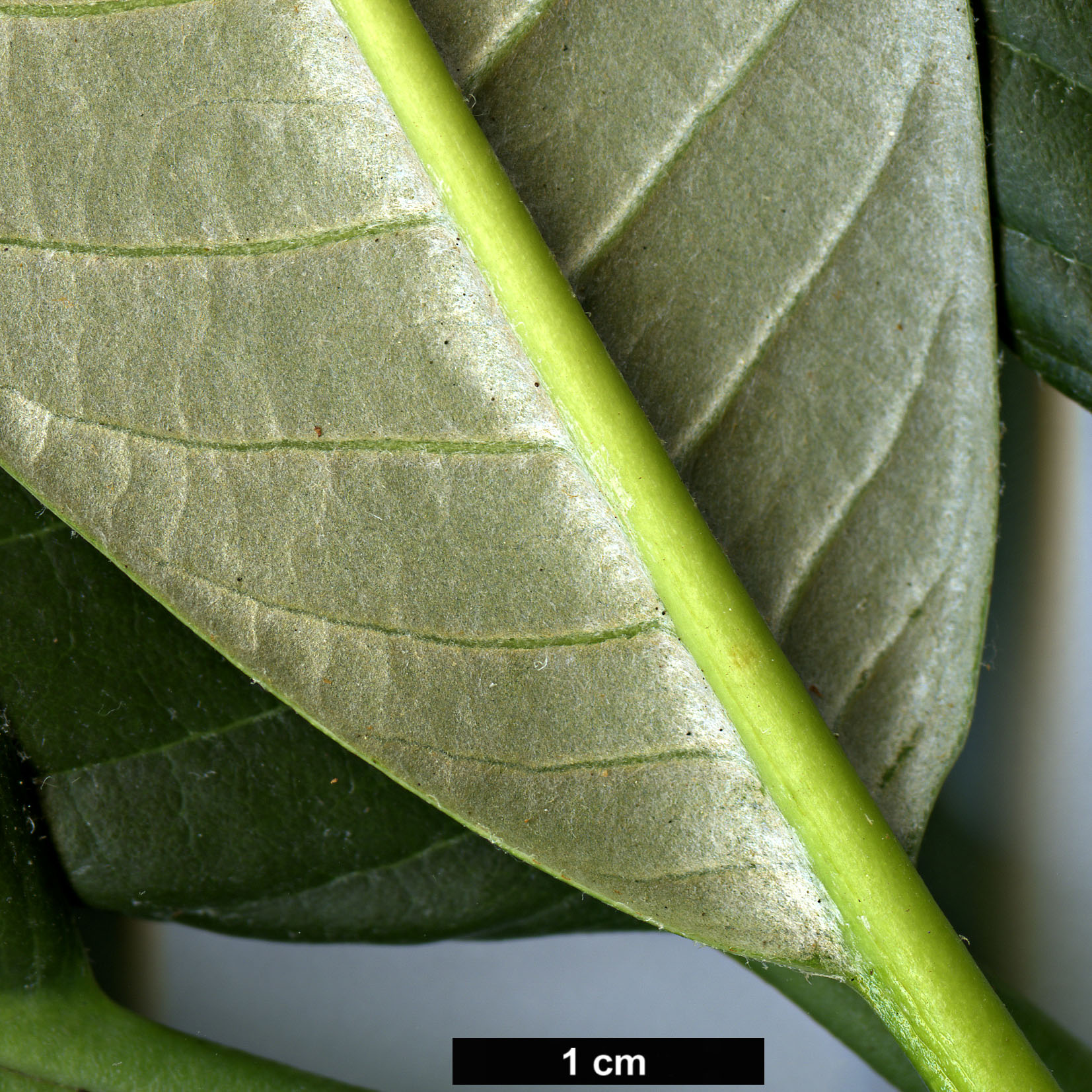 High resolution image: Family: Ericaceae - Genus: Rhododendron - Taxon: grande