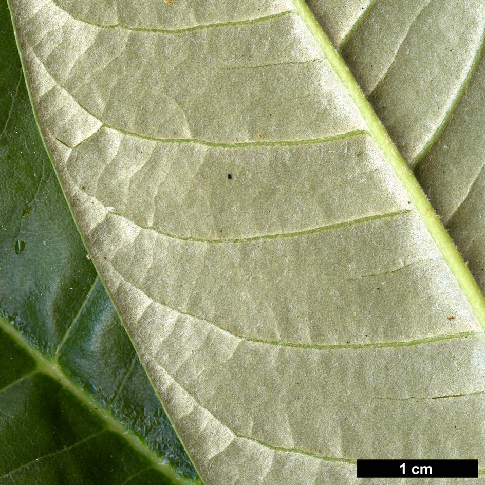 High resolution image: Family: Ericaceae - Genus: Rhododendron - Taxon: grande