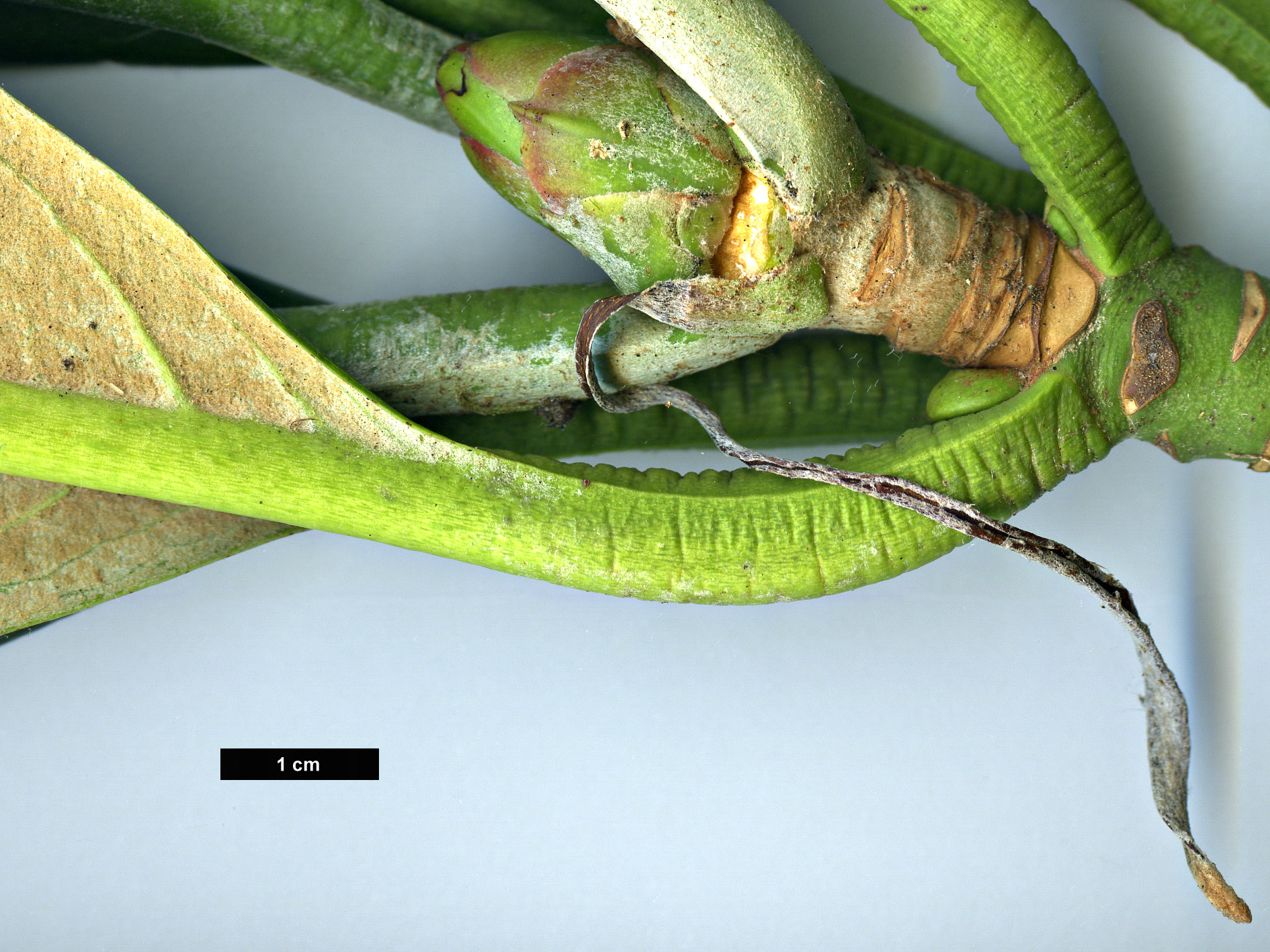 High resolution image: Family: Ericaceae - Genus: Rhododendron - Taxon: gratum