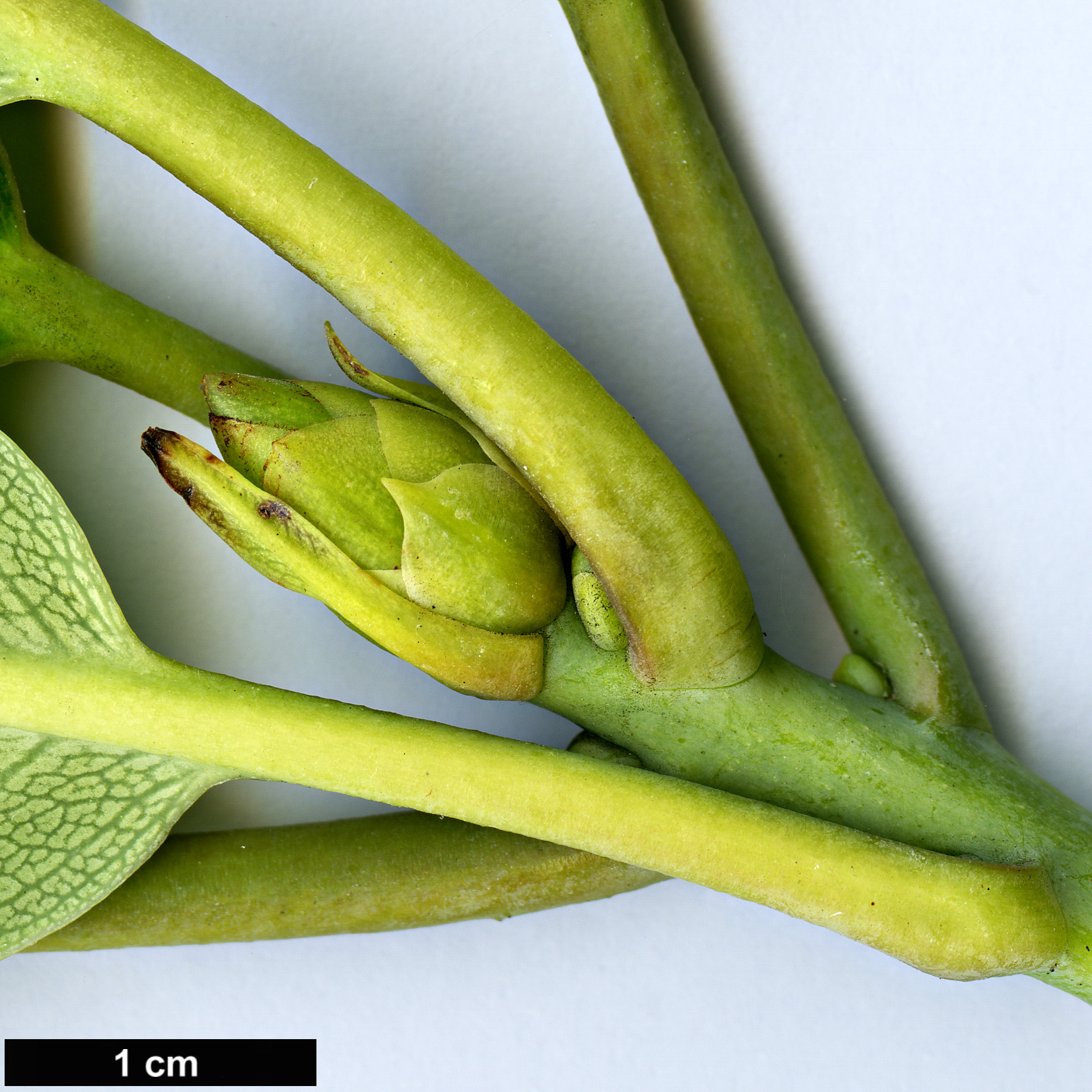 High resolution image: Family: Ericaceae - Genus: Rhododendron - Taxon: griffithianum