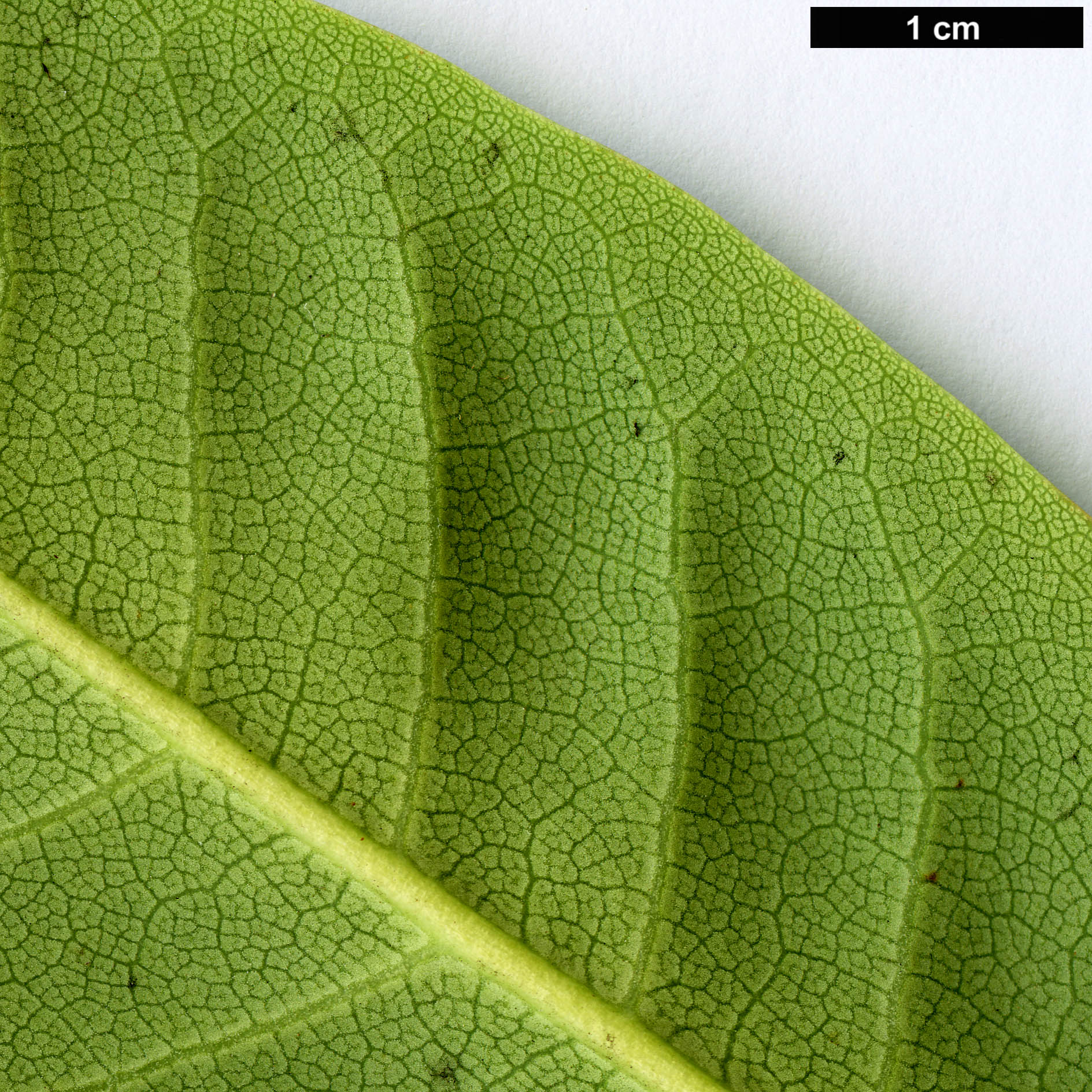 High resolution image: Family: Ericaceae - Genus: Rhododendron - Taxon: griffithianum