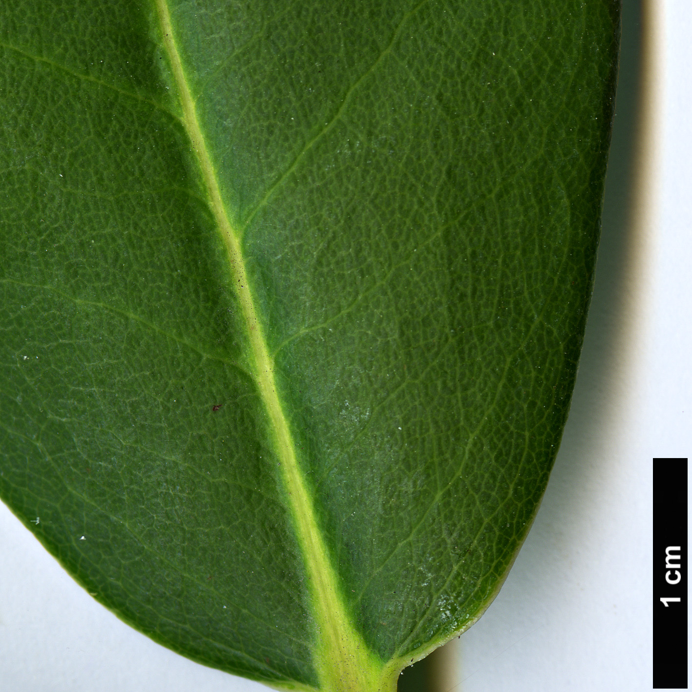 High resolution image: Family: Ericaceae - Genus: Rhododendron - Taxon: griffithianum