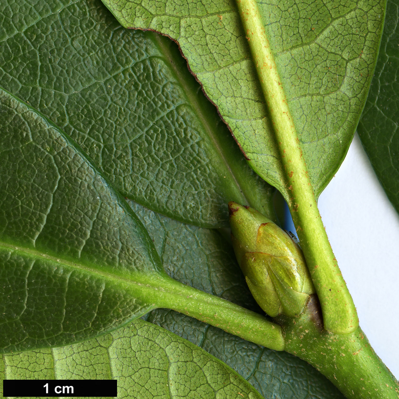 High resolution image: Family: Ericaceae - Genus: Rhododendron - Taxon: guihainianum