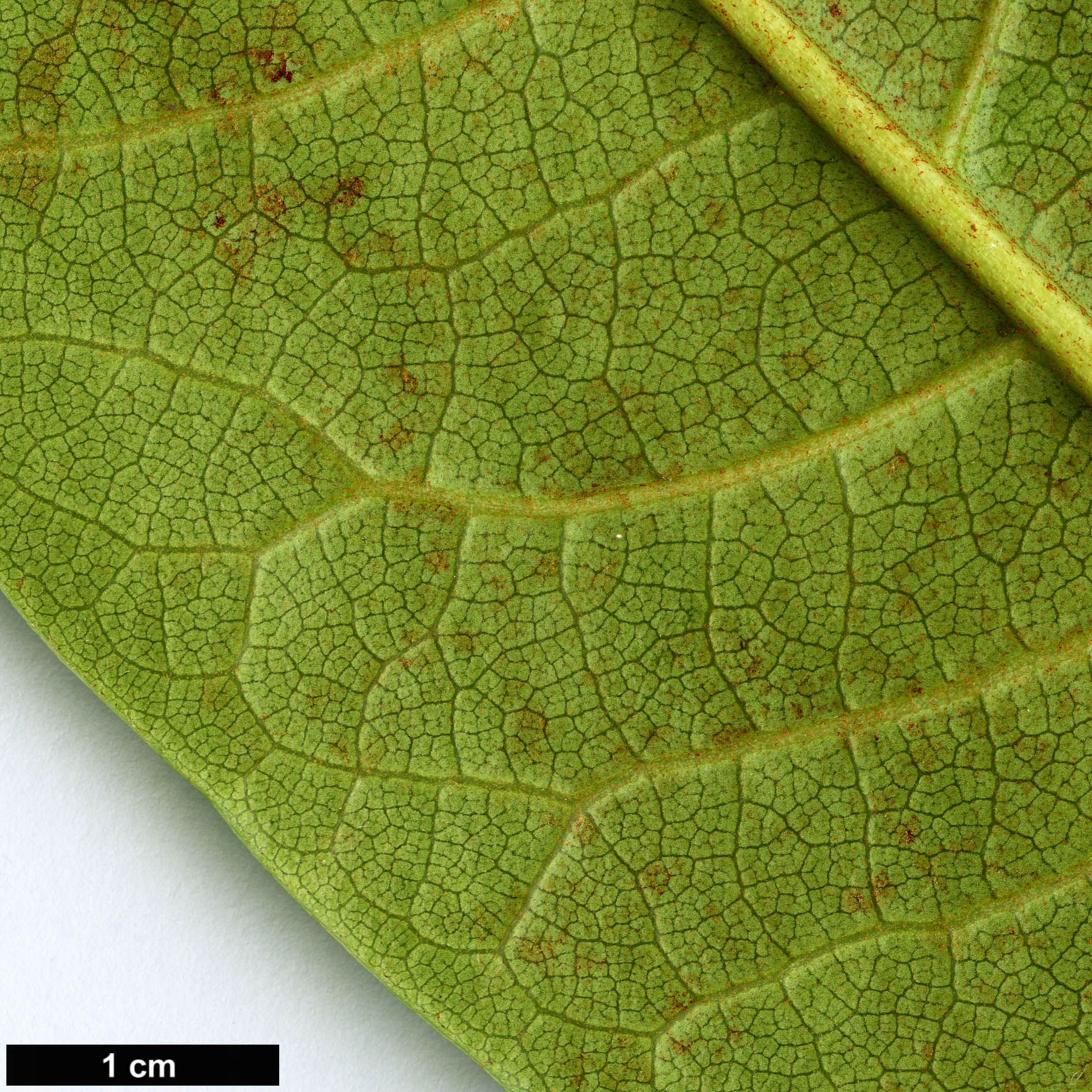 High resolution image: Family: Ericaceae - Genus: Rhododendron - Taxon: guihainianum