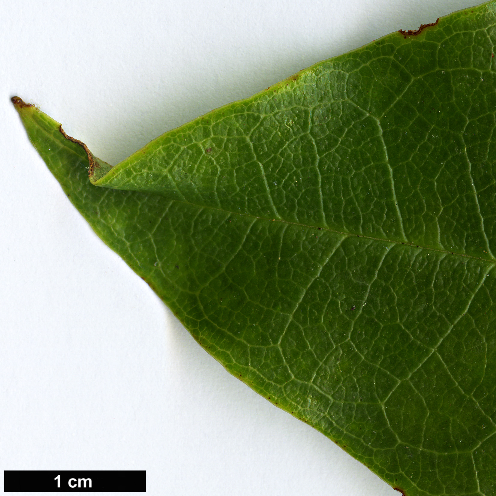 High resolution image: Family: Ericaceae - Genus: Rhododendron - Taxon: guihainianum