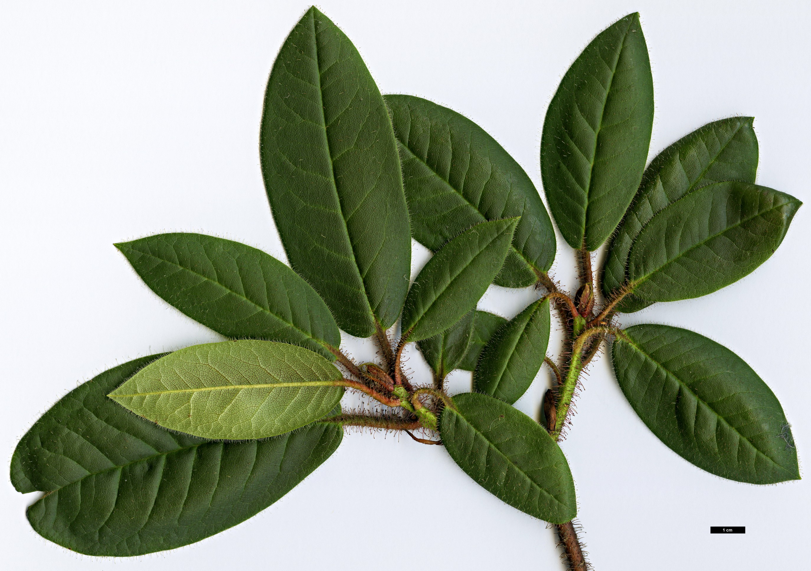 High resolution image: Family: Ericaceae - Genus: Rhododendron - Taxon: habrotrichum