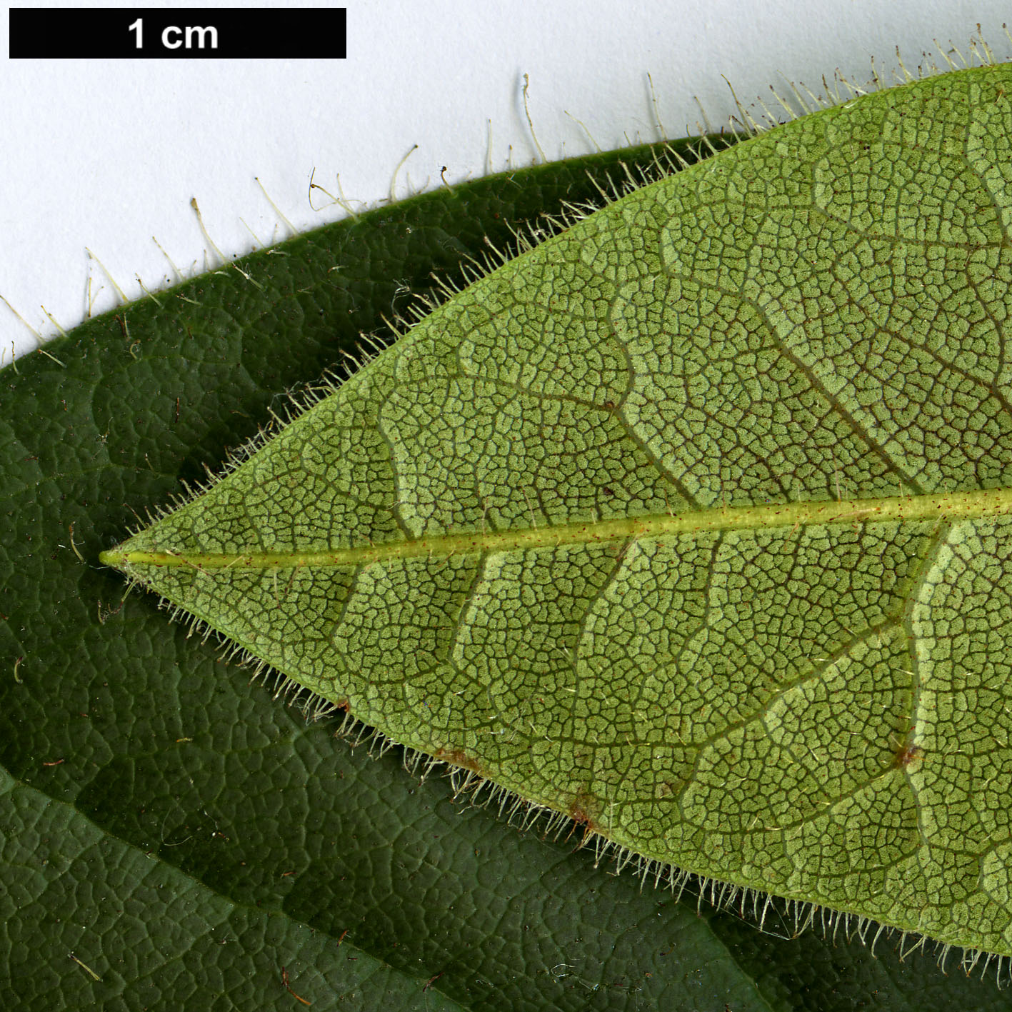 High resolution image: Family: Ericaceae - Genus: Rhododendron - Taxon: habrotrichum