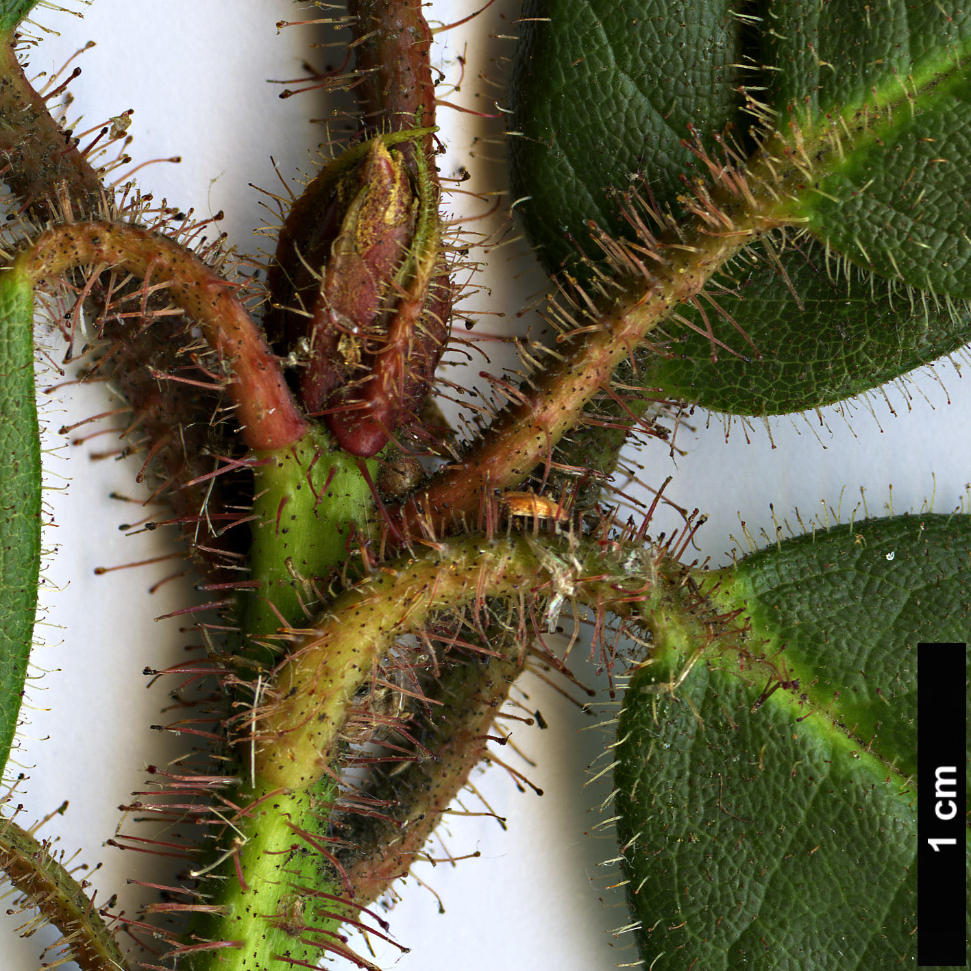 High resolution image: Family: Ericaceae - Genus: Rhododendron - Taxon: habrotrichum