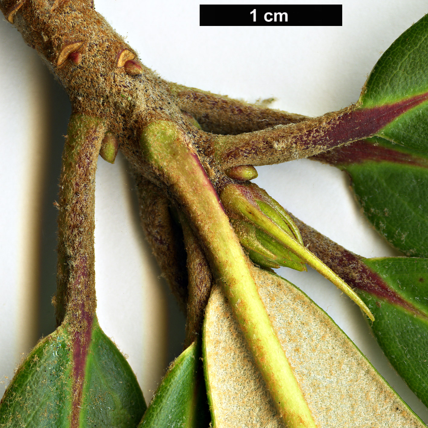 High resolution image: Family: Ericaceae - Genus: Rhododendron - Taxon: haofui