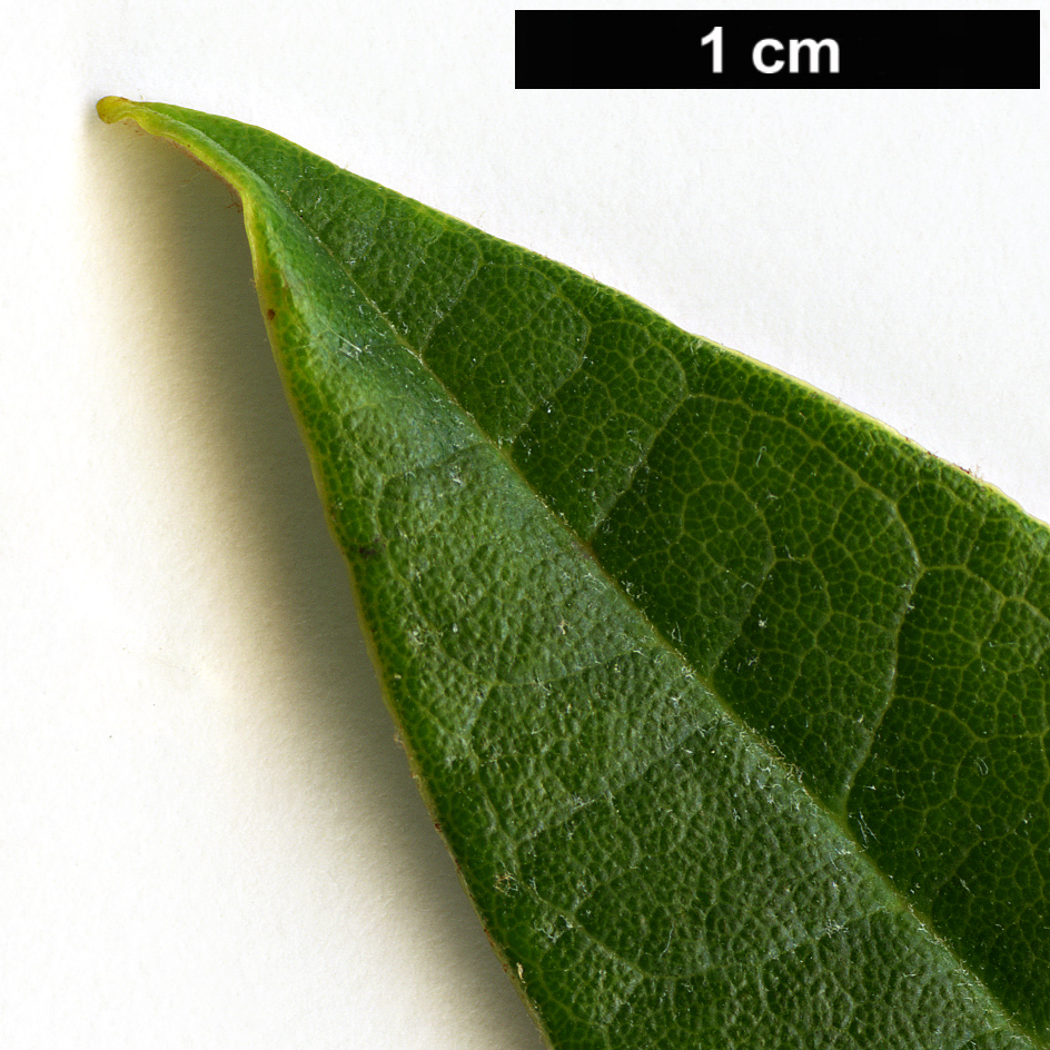 High resolution image: Family: Ericaceae - Genus: Rhododendron - Taxon: haofui