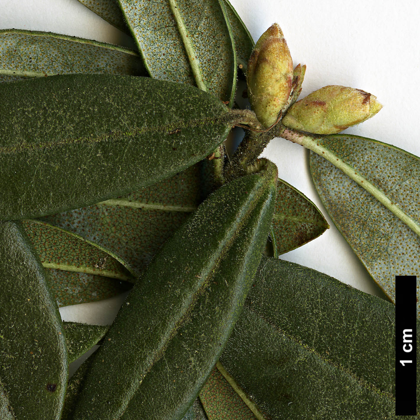 High resolution image: Family: Ericaceae - Genus: Rhododendron - Taxon: hemitrichotum