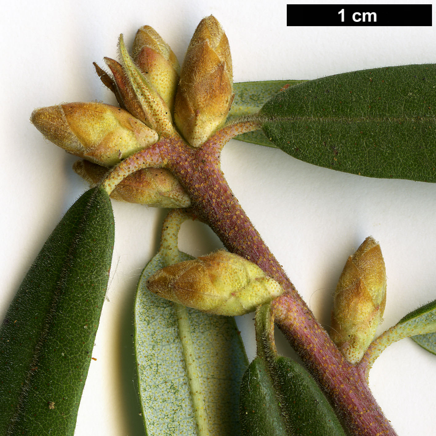 High resolution image: Family: Ericaceae - Genus: Rhododendron - Taxon: hemitrichotum