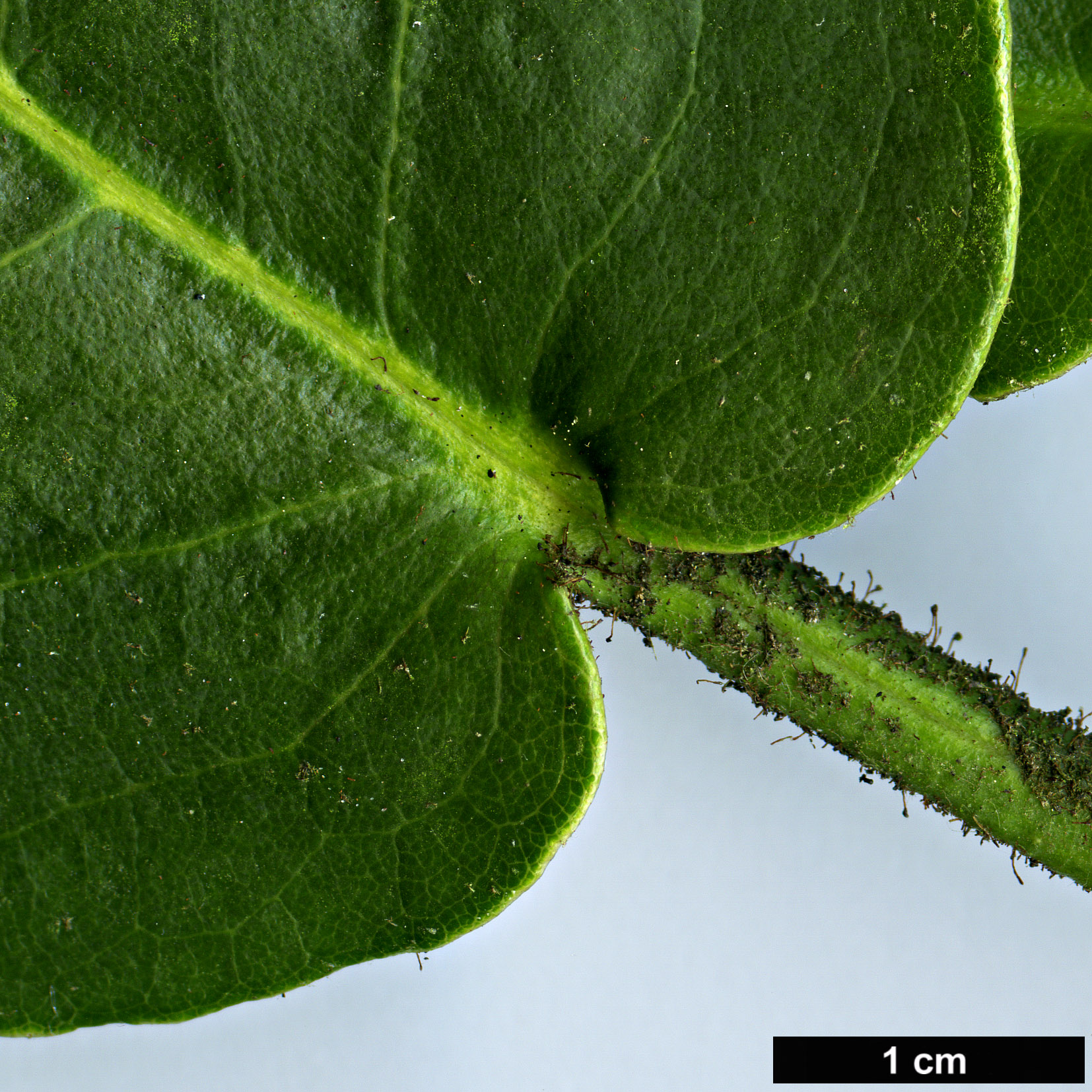 High resolution image: Family: Ericaceae - Genus: Rhododendron - Taxon: hemsleyanum