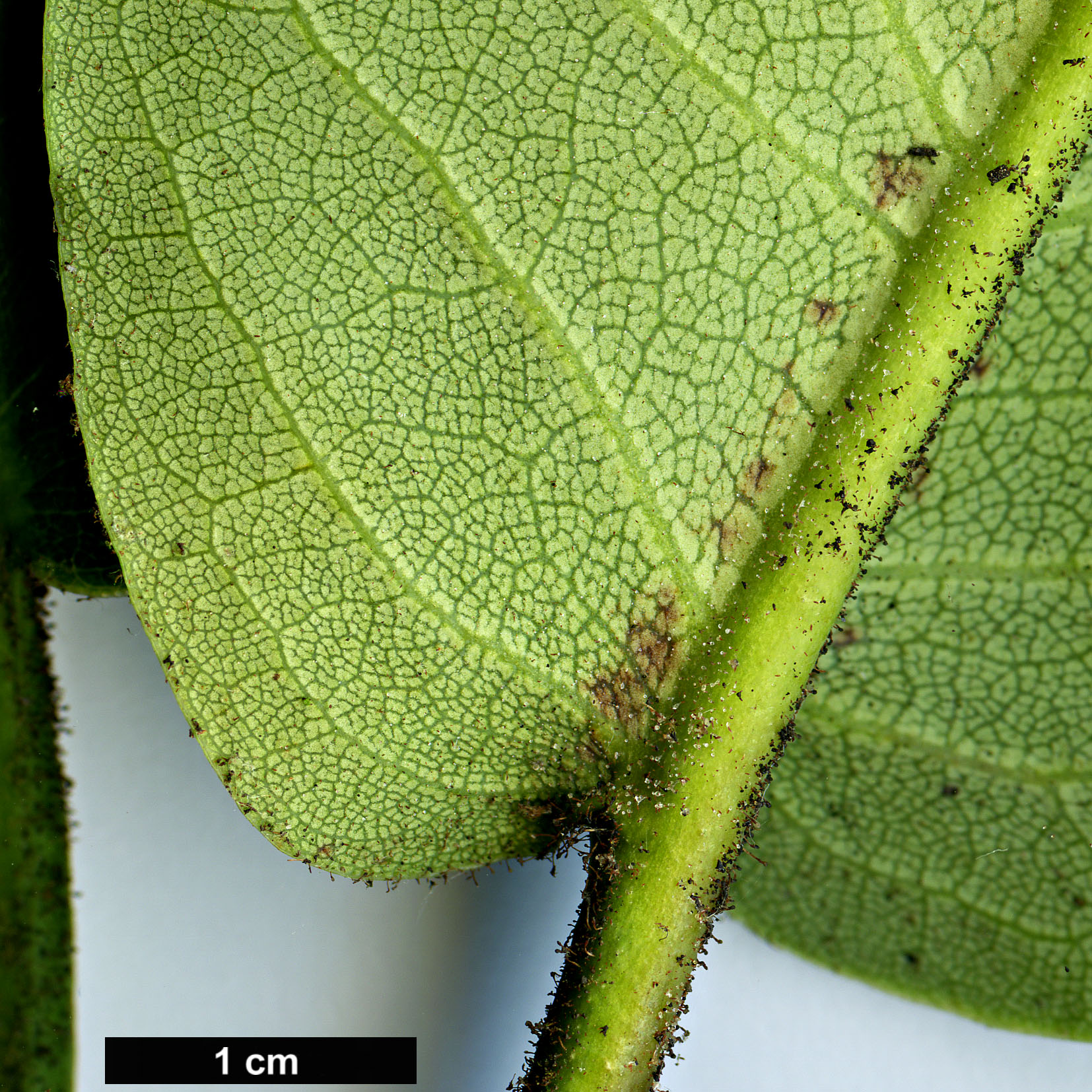 High resolution image: Family: Ericaceae - Genus: Rhododendron - Taxon: hemsleyanum