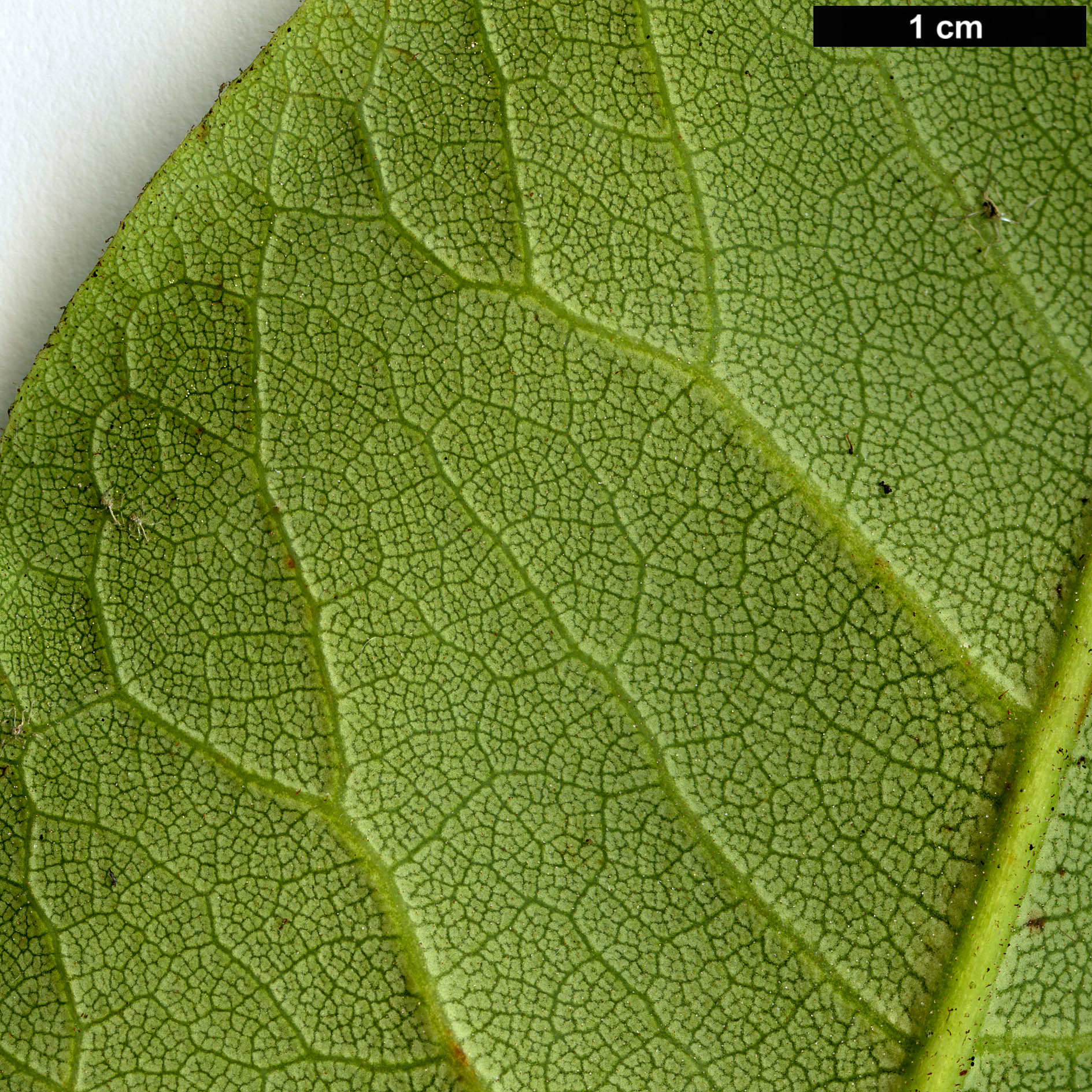 High resolution image: Family: Ericaceae - Genus: Rhododendron - Taxon: hemsleyanum