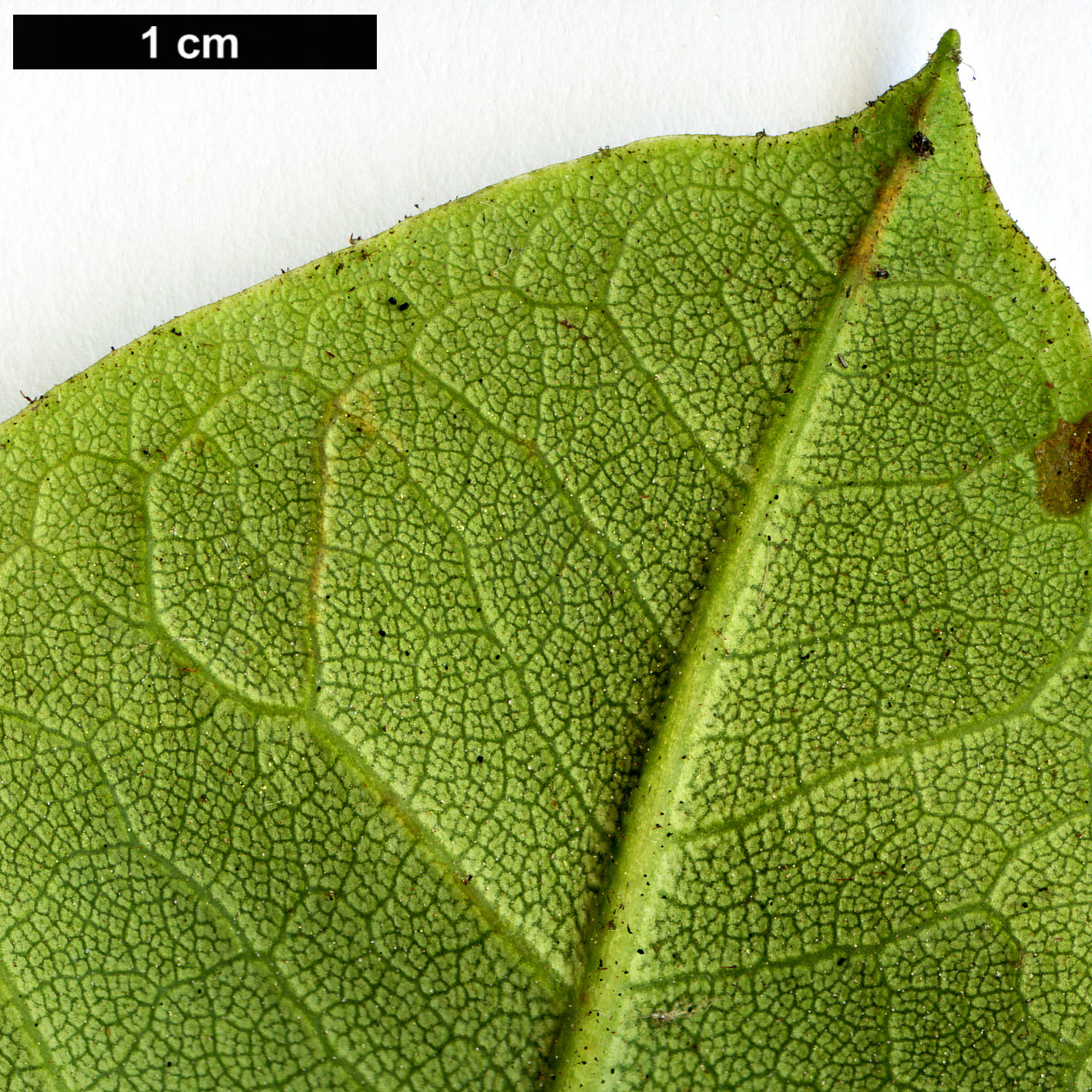 High resolution image: Family: Ericaceae - Genus: Rhododendron - Taxon: hemsleyanum