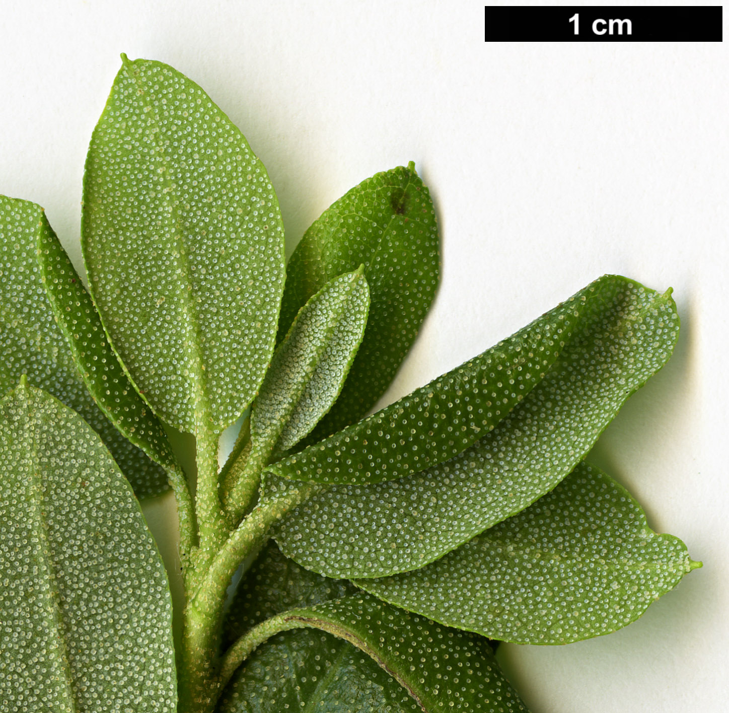 High resolution image: Family: Ericaceae - Genus: Rhododendron - Taxon: hippophaeoides - SpeciesSub: 'Inshriach'