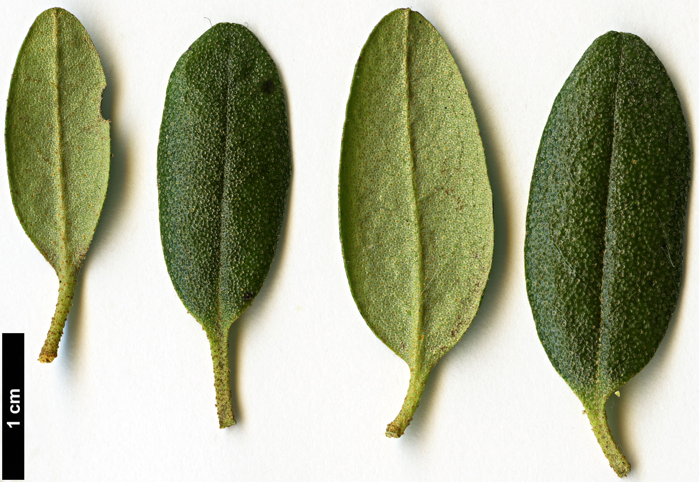 High resolution image: Family: Ericaceae - Genus: Rhododendron - Taxon: hippophaeoides