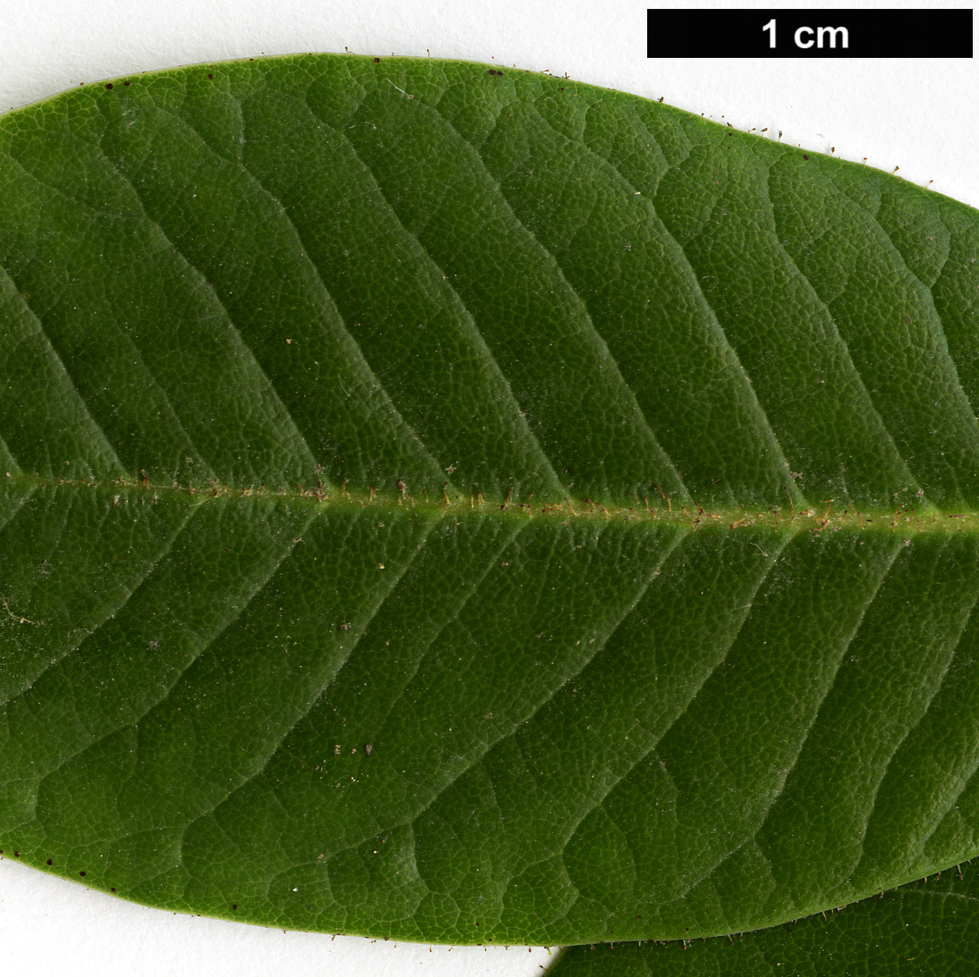 High resolution image: Family: Ericaceae - Genus: Rhododendron - Taxon: hirtipes