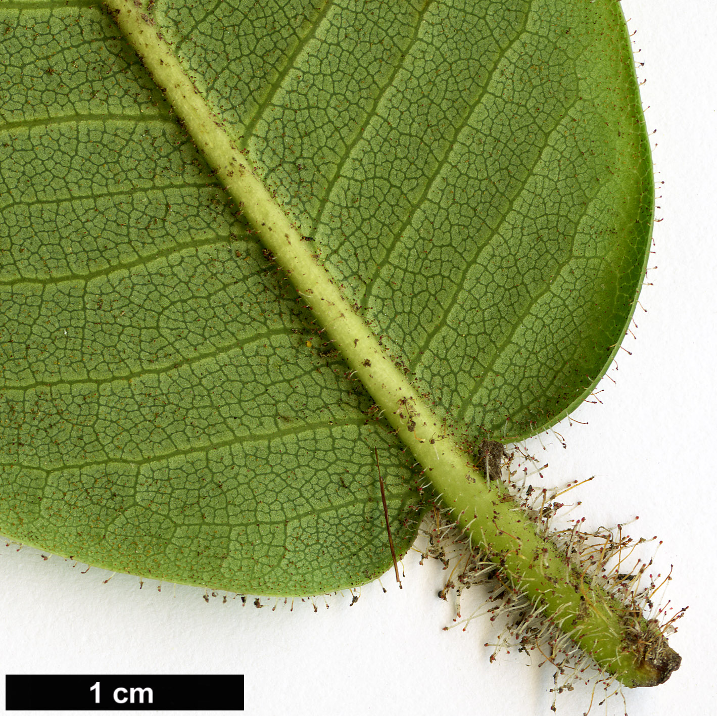 High resolution image: Family: Ericaceae - Genus: Rhododendron - Taxon: hirtipes