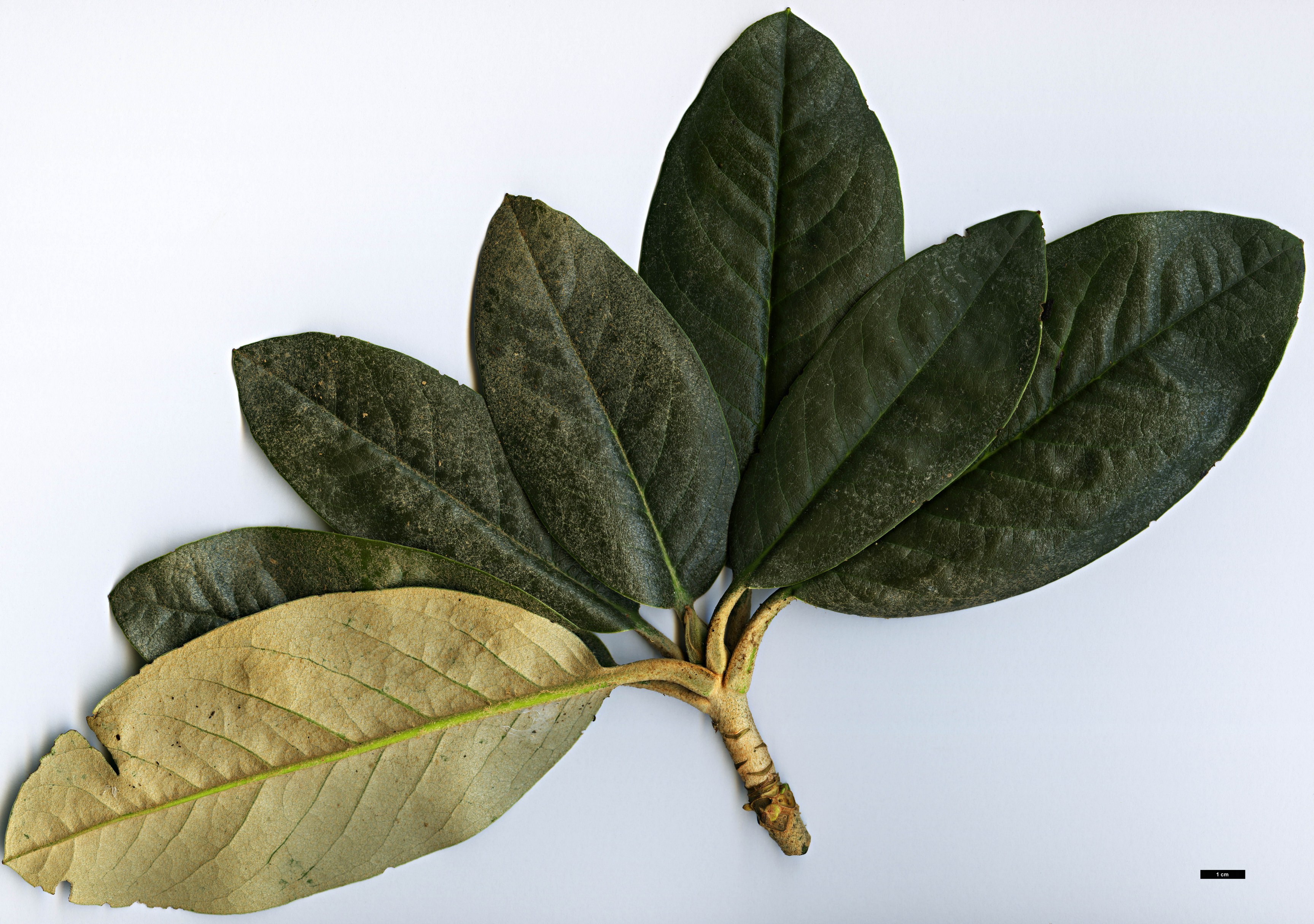 High resolution image: Family: Ericaceae - Genus: Rhododendron - Taxon: hodgsonii