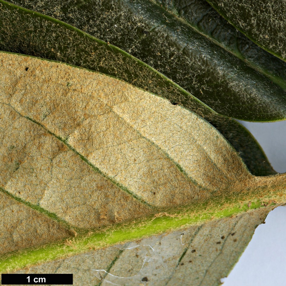 High resolution image: Family: Ericaceae - Genus: Rhododendron - Taxon: hodgsonii