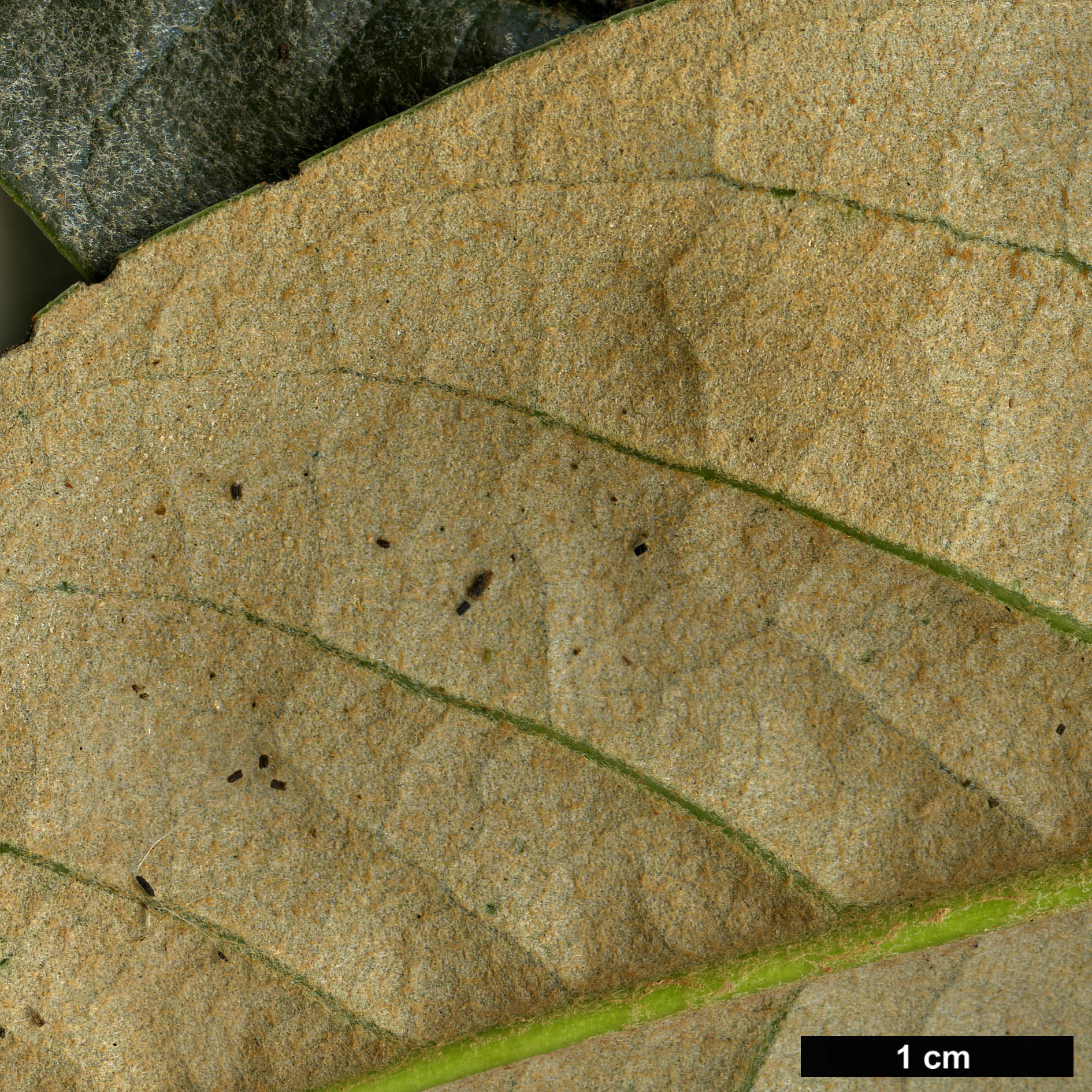 High resolution image: Family: Ericaceae - Genus: Rhododendron - Taxon: hodgsonii
