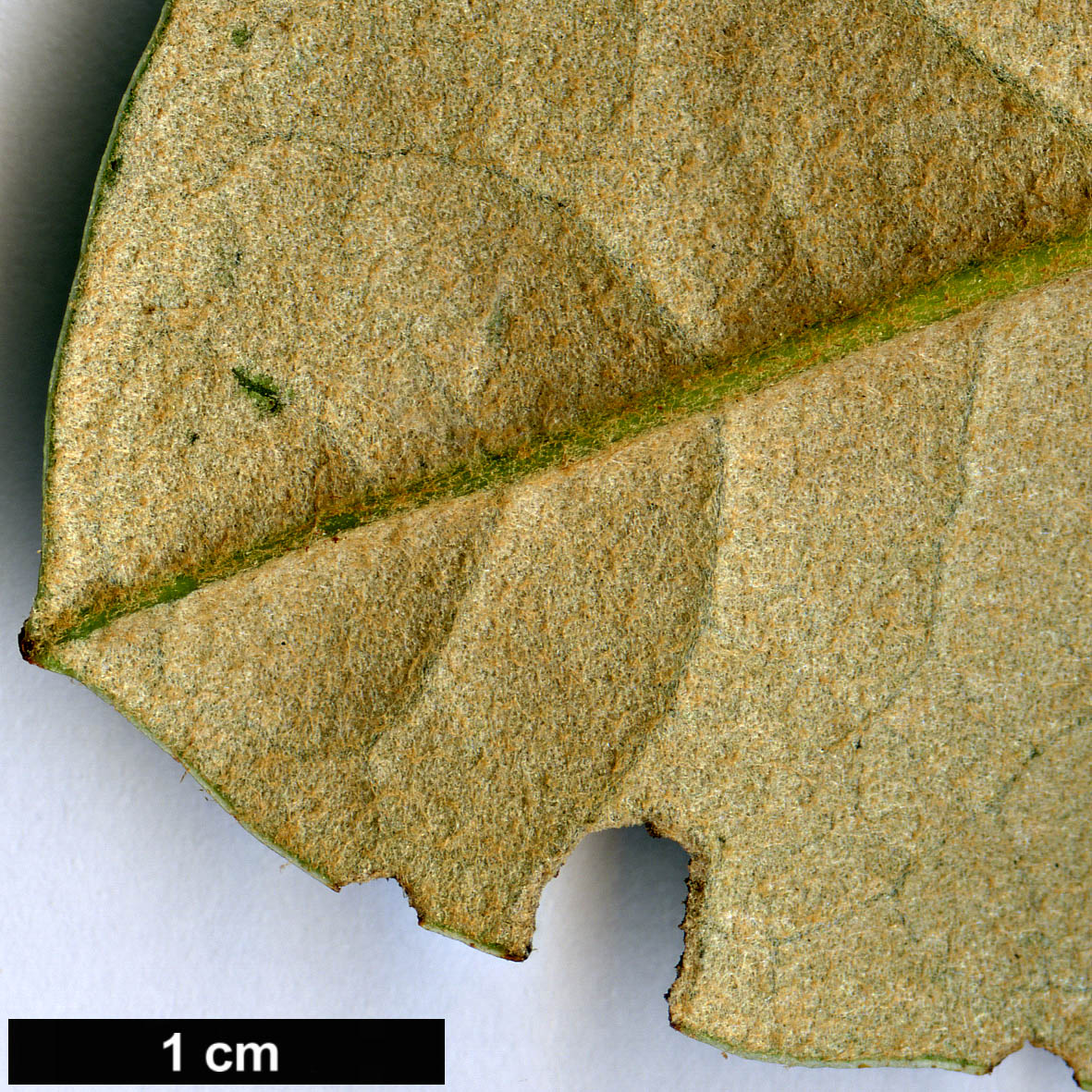 High resolution image: Family: Ericaceae - Genus: Rhododendron - Taxon: hodgsonii