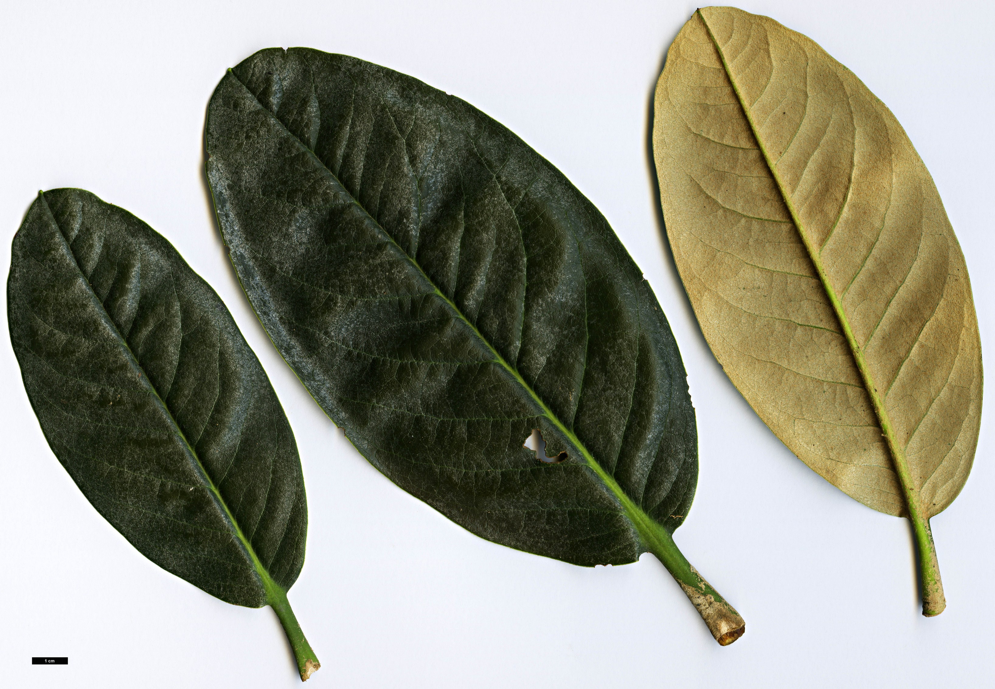 High resolution image: Family: Ericaceae - Genus: Rhododendron - Taxon: hodgsonii