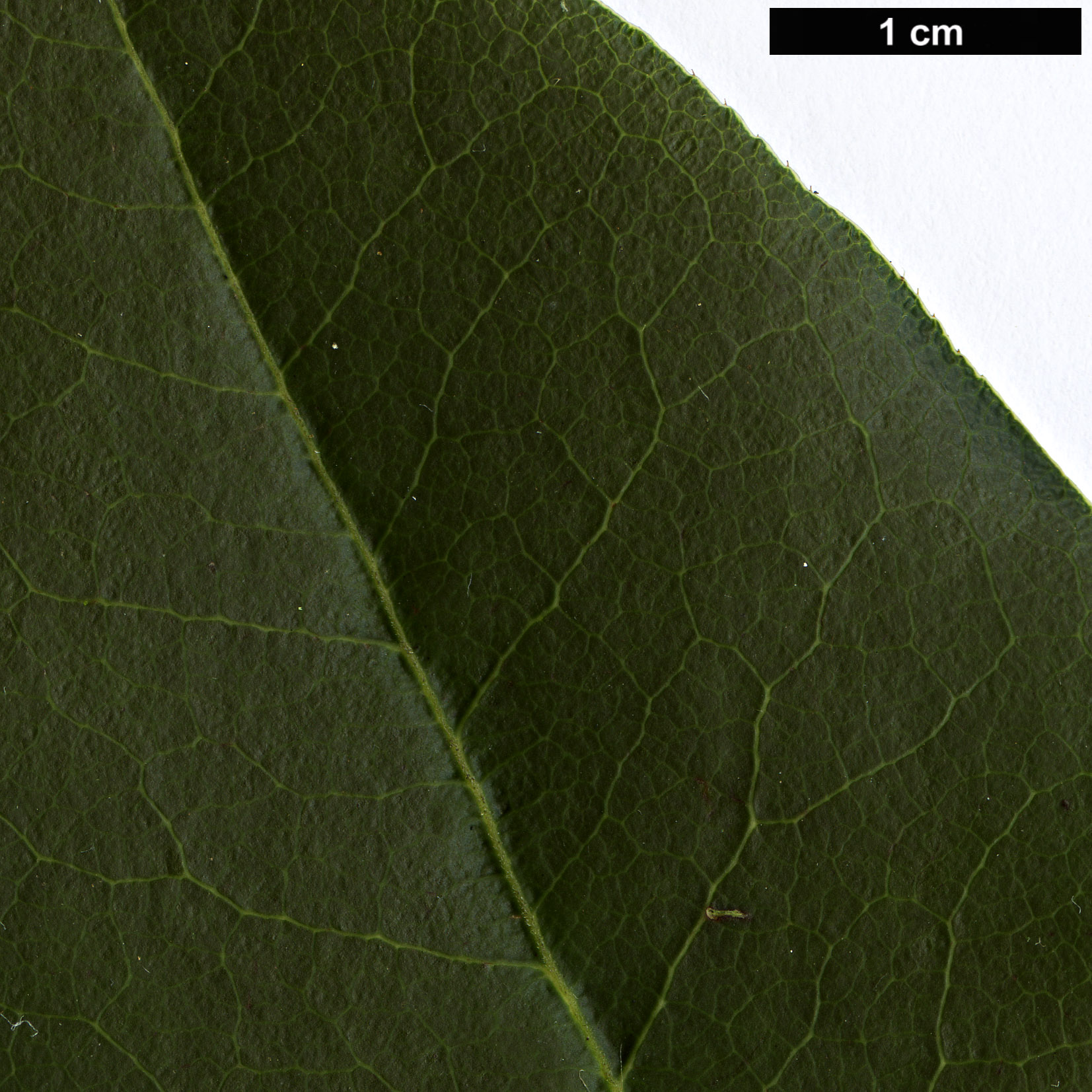 High resolution image: Family: Ericaceae - Genus: Rhododendron - Taxon: hongkongense