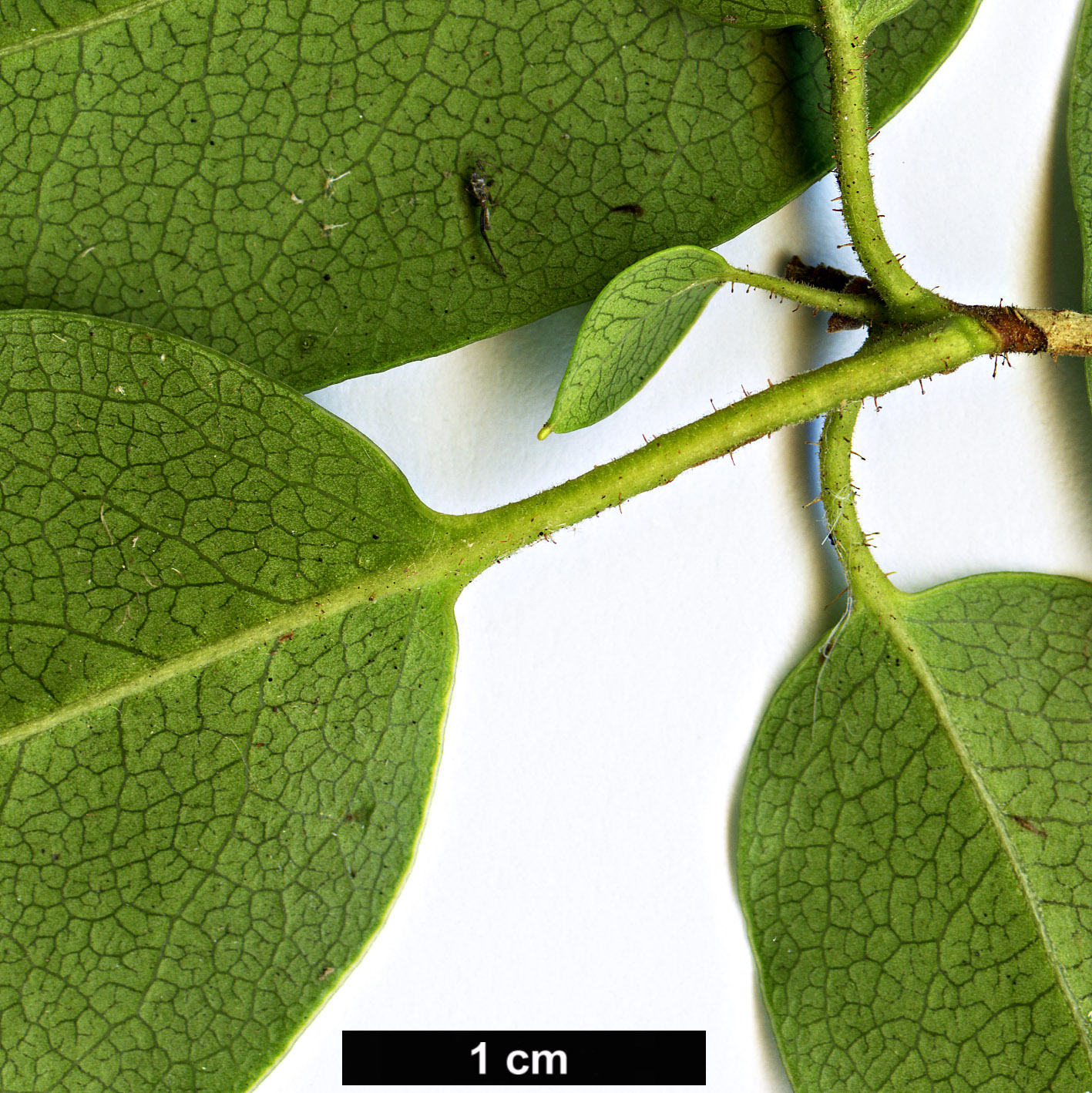 High resolution image: Family: Ericaceae - Genus: Rhododendron - Taxon: hongkongense