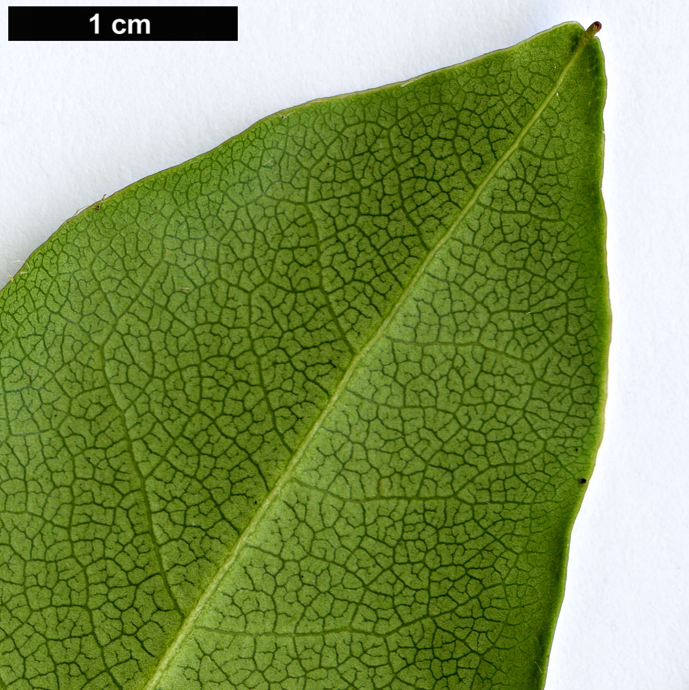 High resolution image: Family: Ericaceae - Genus: Rhododendron - Taxon: hongkongense