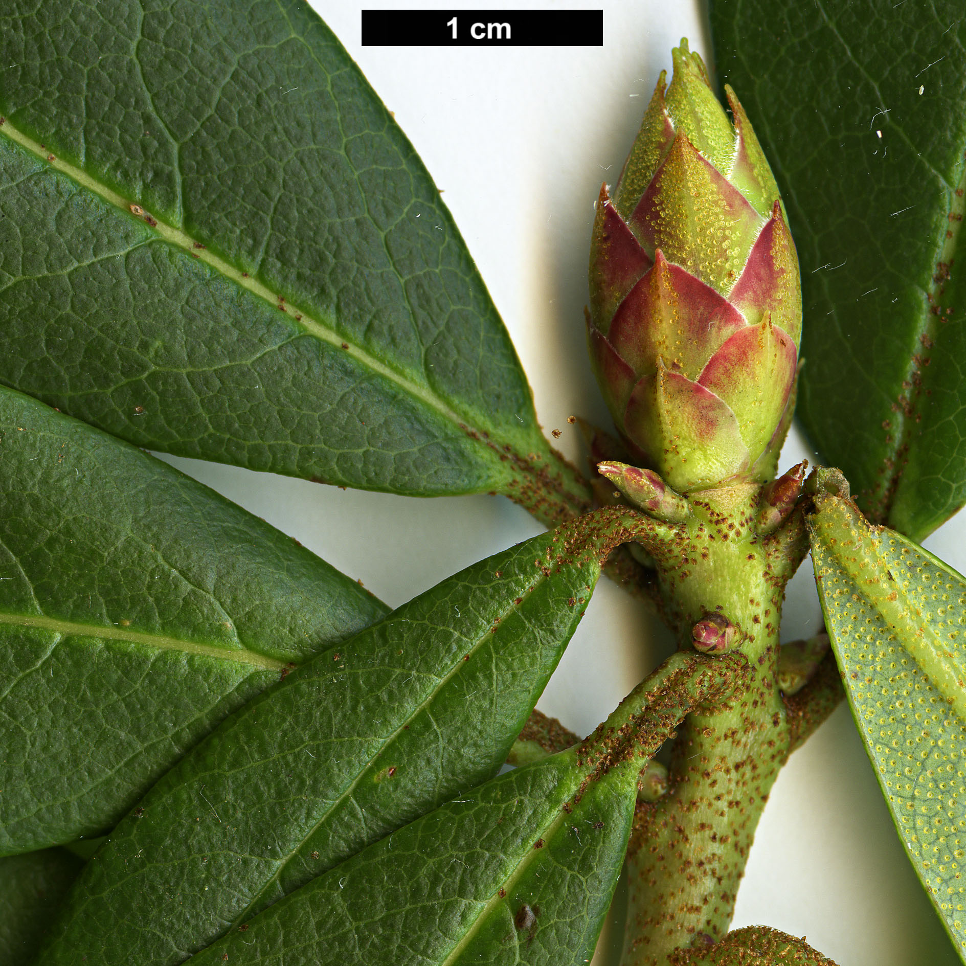 High resolution image: Family: Ericaceae - Genus: Rhododendron - Taxon: horlickianum