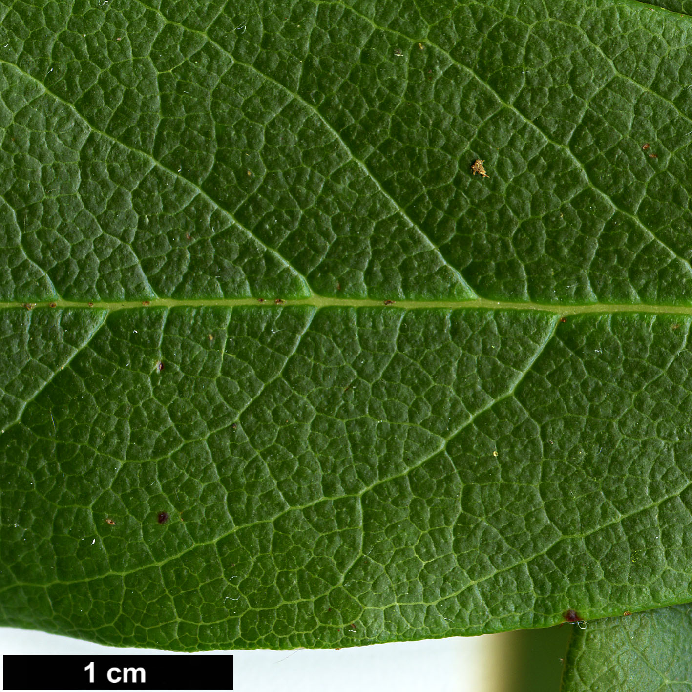 High resolution image: Family: Ericaceae - Genus: Rhododendron - Taxon: horlickianum