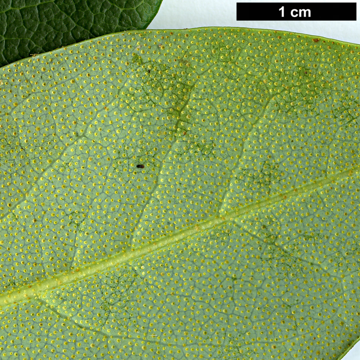 High resolution image: Family: Ericaceae - Genus: Rhododendron - Taxon: horlickianum