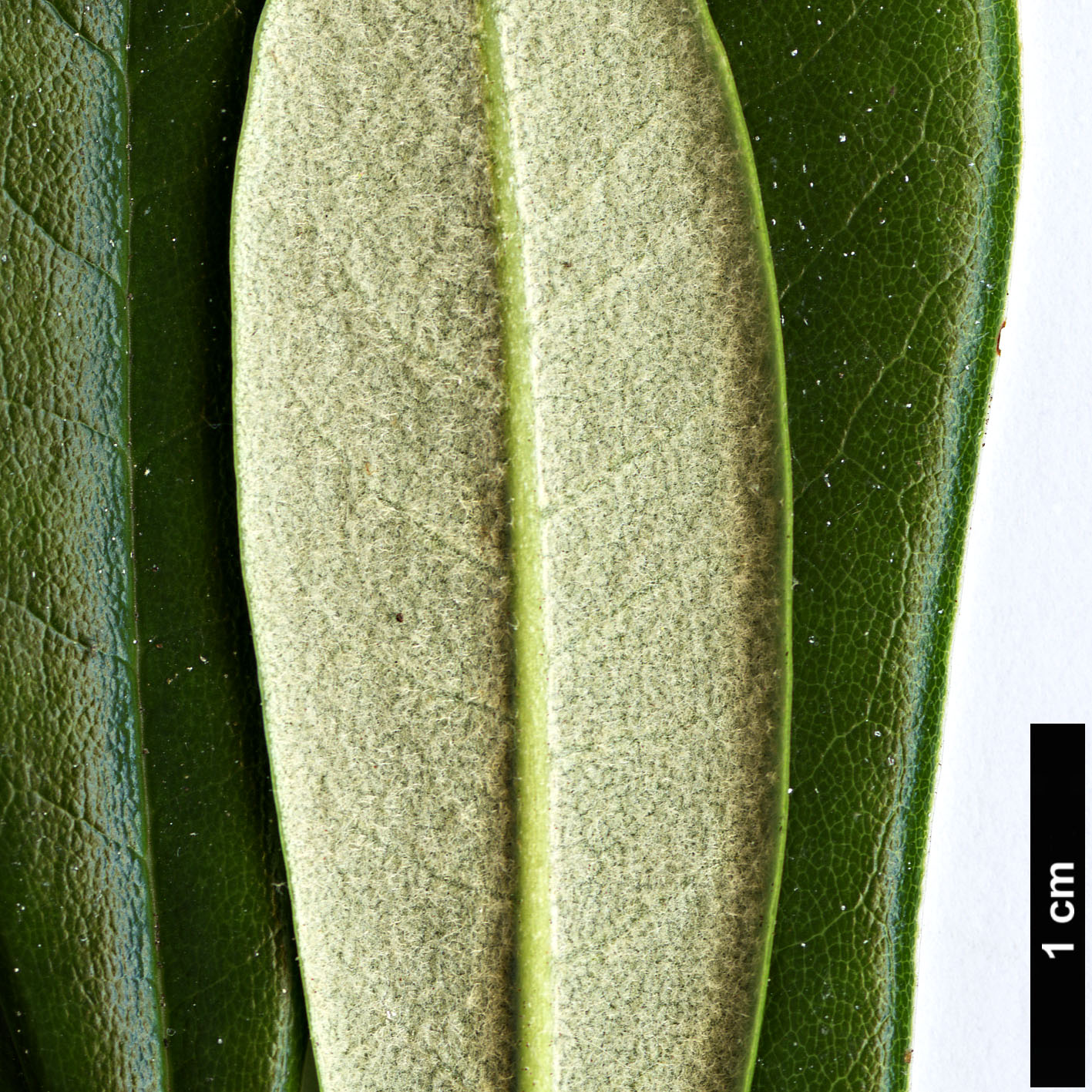 High resolution image: Family: Ericaceae - Genus: Rhododendron - Taxon: hunnewellianum