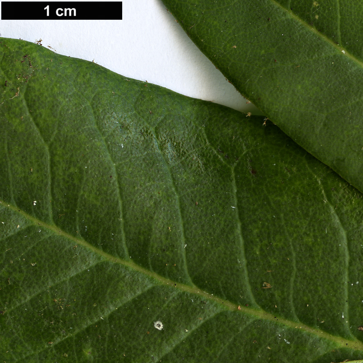 High resolution image: Family: Ericaceae - Genus: Rhododendron - Taxon: hylaeum