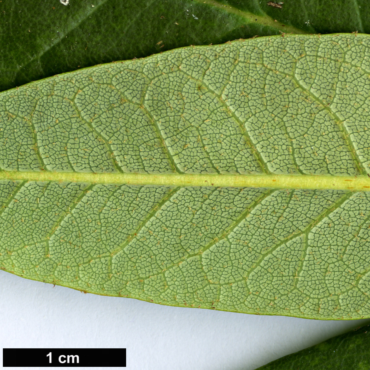 High resolution image: Family: Ericaceae - Genus: Rhododendron - Taxon: hylaeum