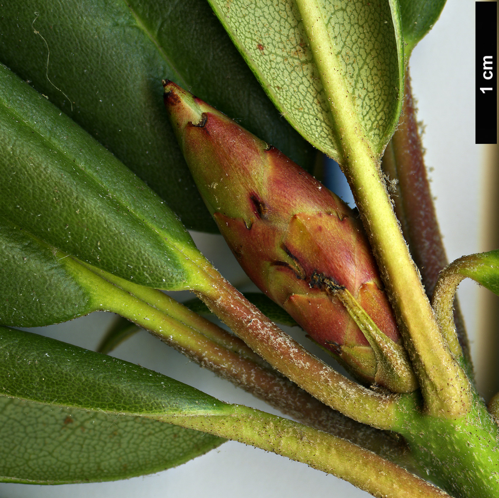High resolution image: Family: Ericaceae - Genus: Rhododendron - Taxon: hyperythrum