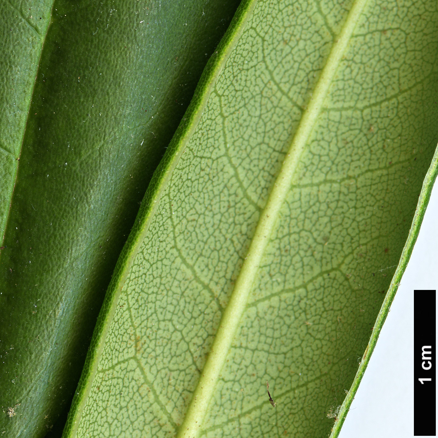 High resolution image: Family: Ericaceae - Genus: Rhododendron - Taxon: hyperythrum