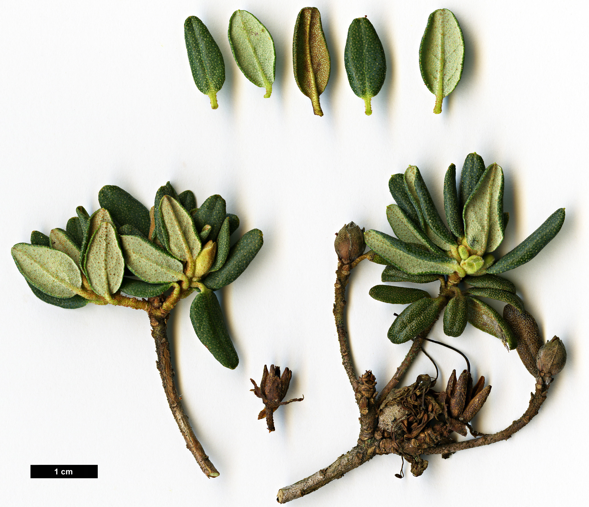 High resolution image: Family: Ericaceae - Genus: Rhododendron - Taxon: impeditum